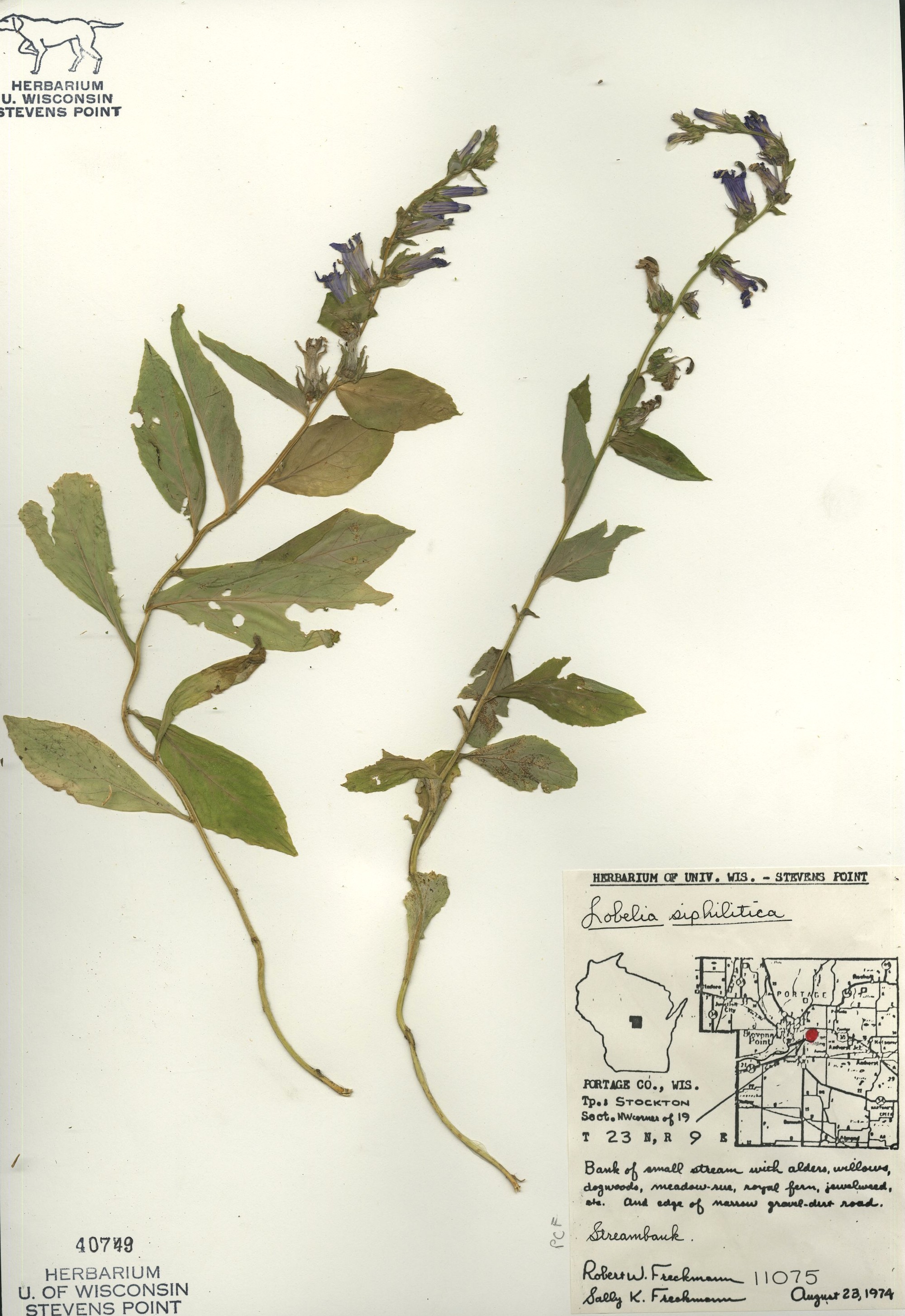 Blue Lobelia specimen collected in Portage County, Wisconsin on the bank of a small stream on August 23, 1974.