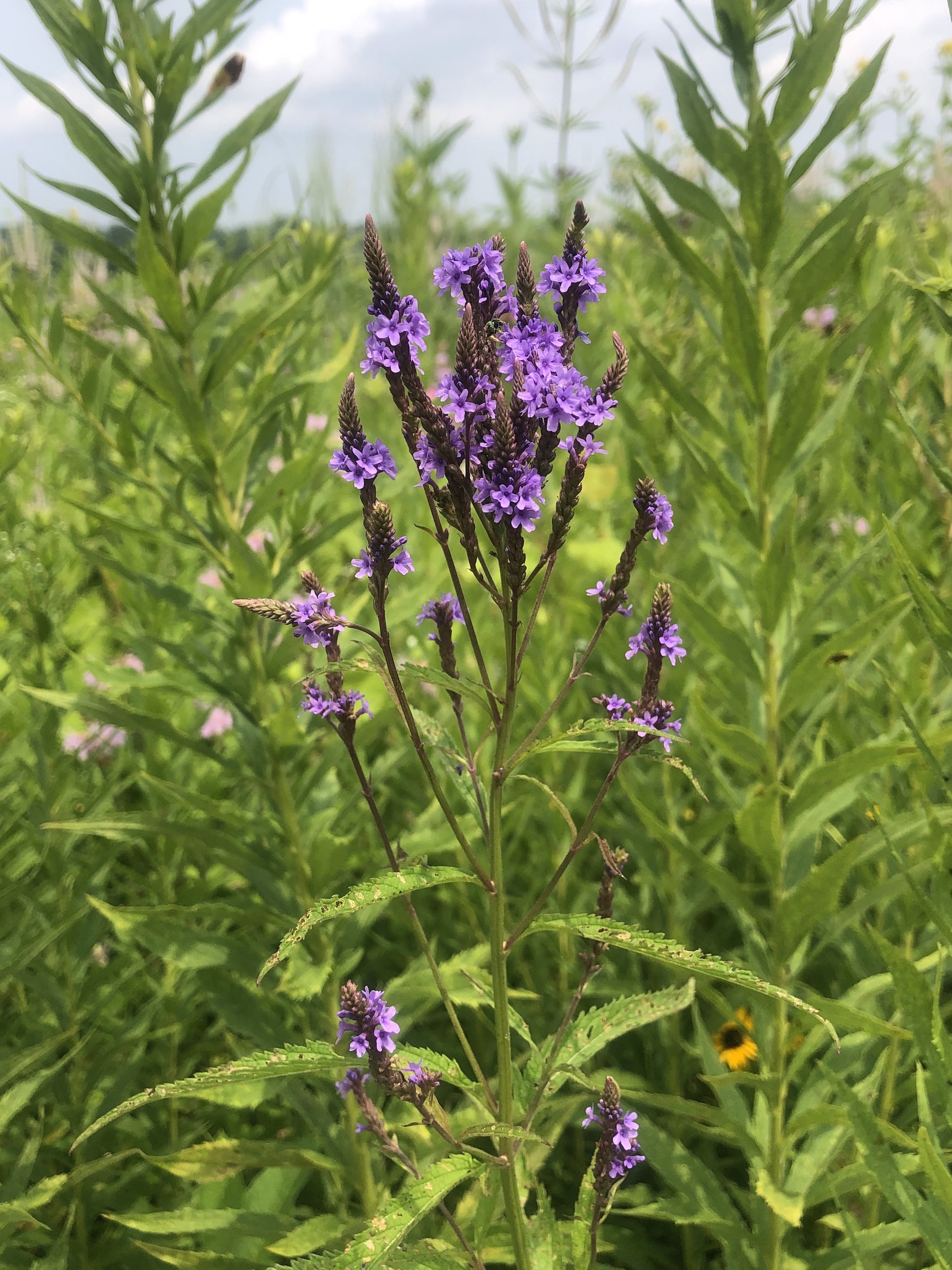 Blue Vervain overlooking Dawley Conservancy in Madison, Wisconsin on July 22, 2021.