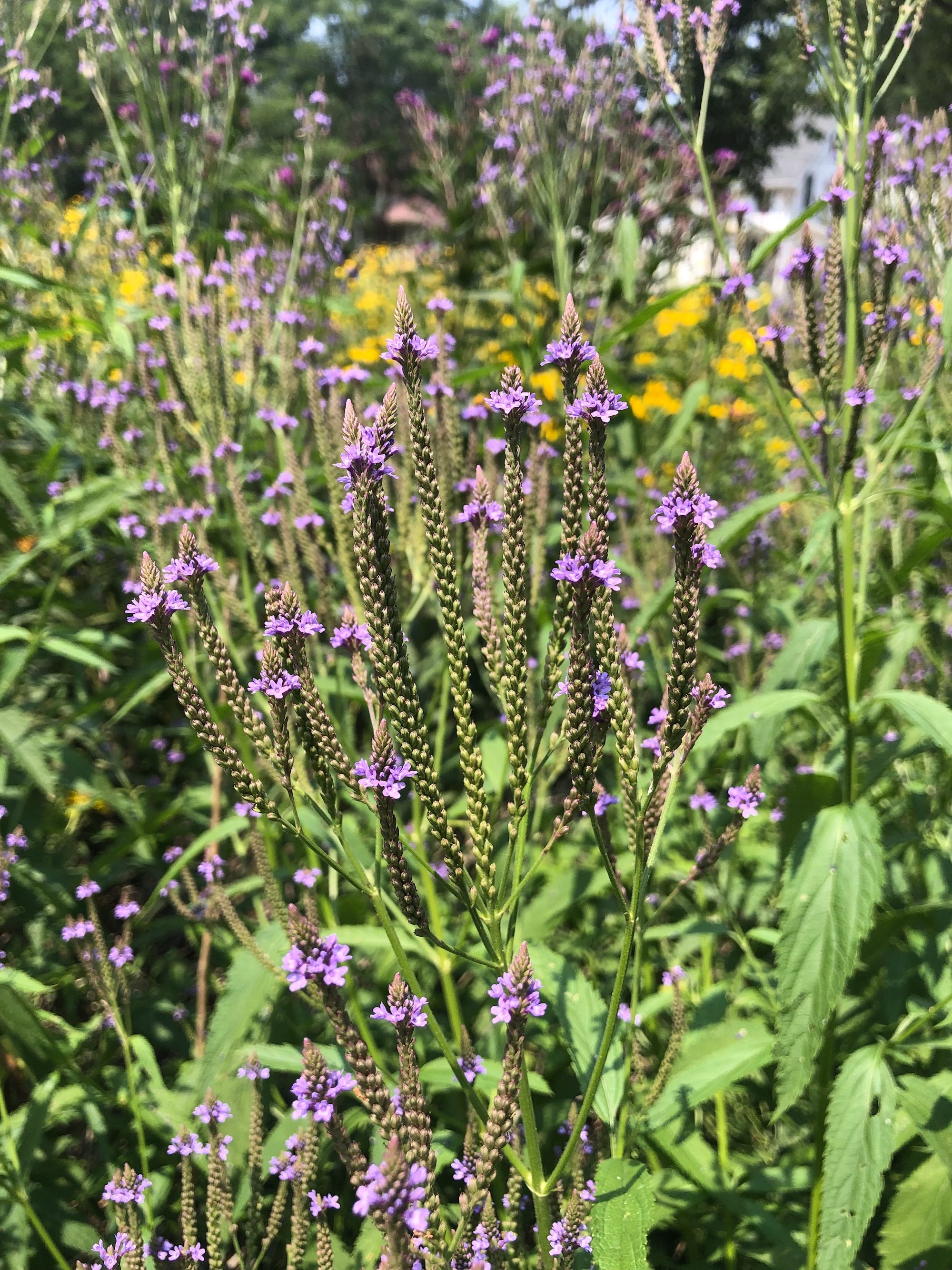 Blue Vervain along Gregory Street Bike Path in Madison, Wisconsin on August, 2021.