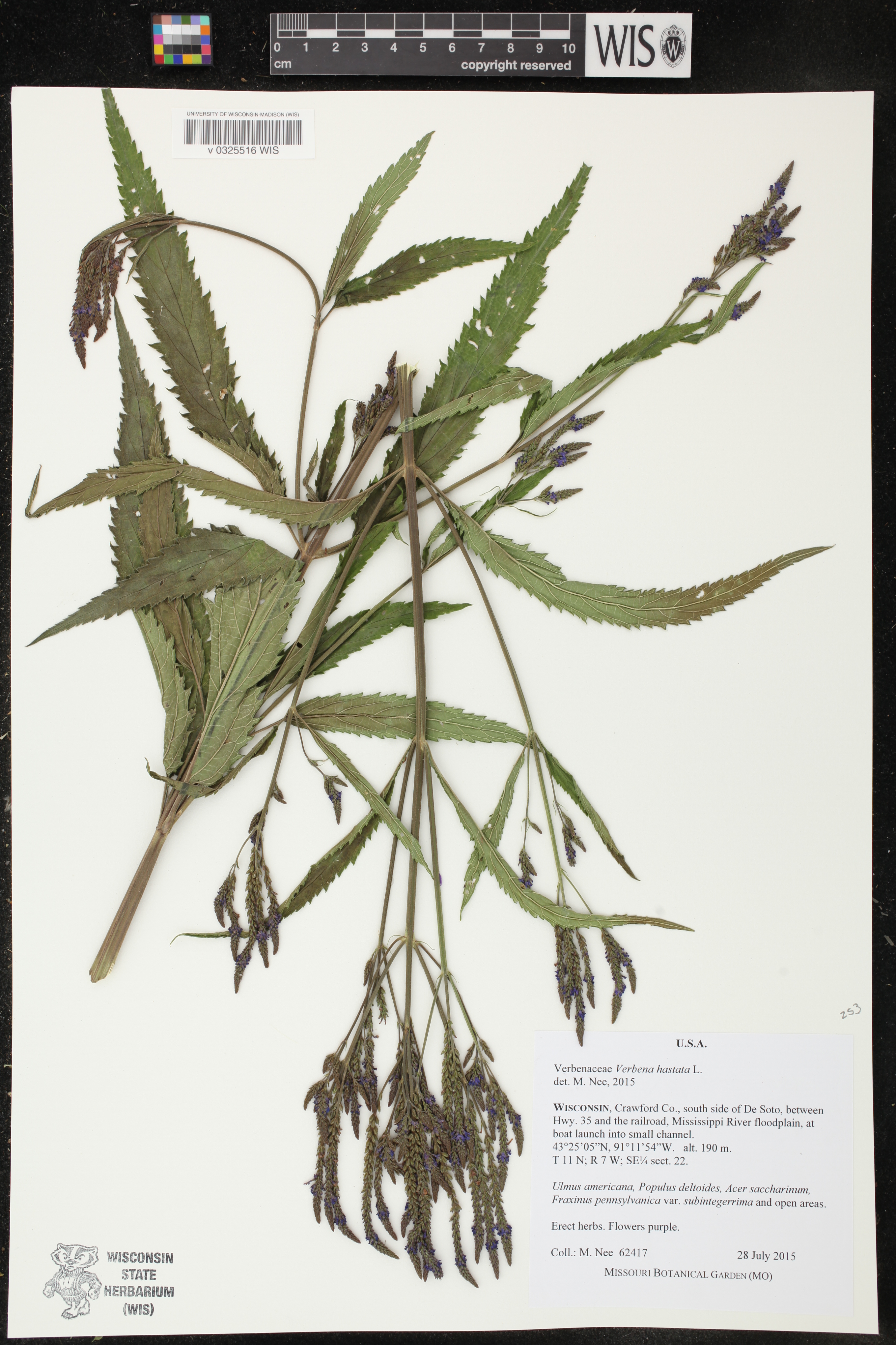 Blue Vervain specimen collected in Crawford County on July 28, 2015.