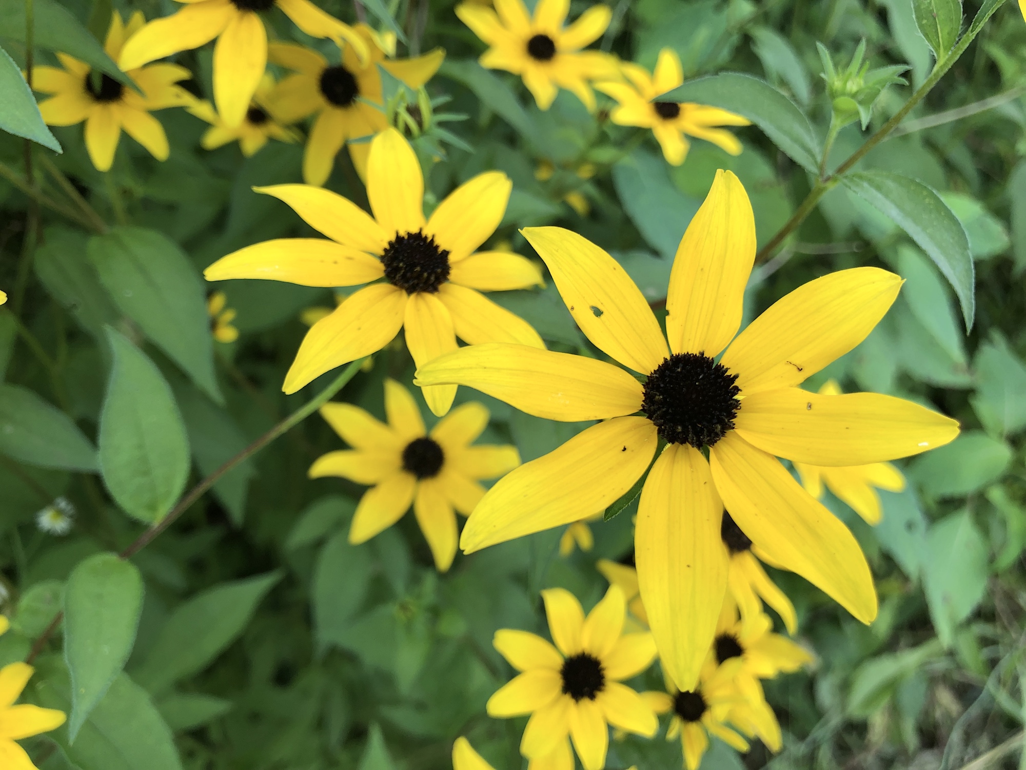 Brown-eyed Susan on banks of retaining pond in Madison, Wisconsin on July 25, 2019.