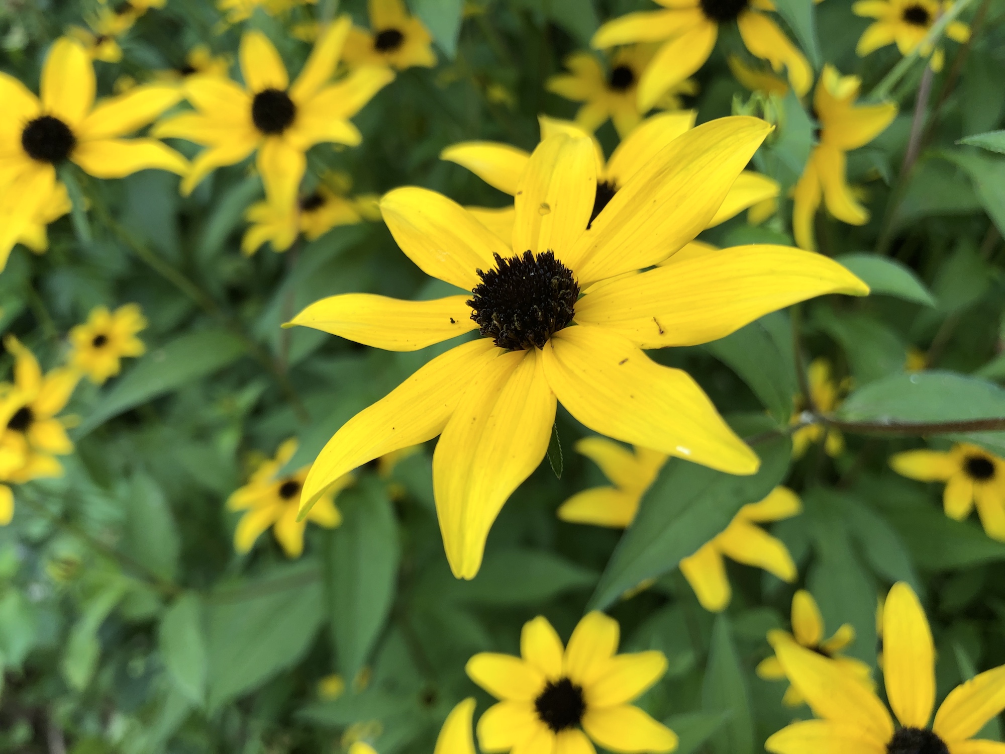 Brown-eyed Susan on banks of retaining pond in Madison, Wisconsin on July 25, 2019.