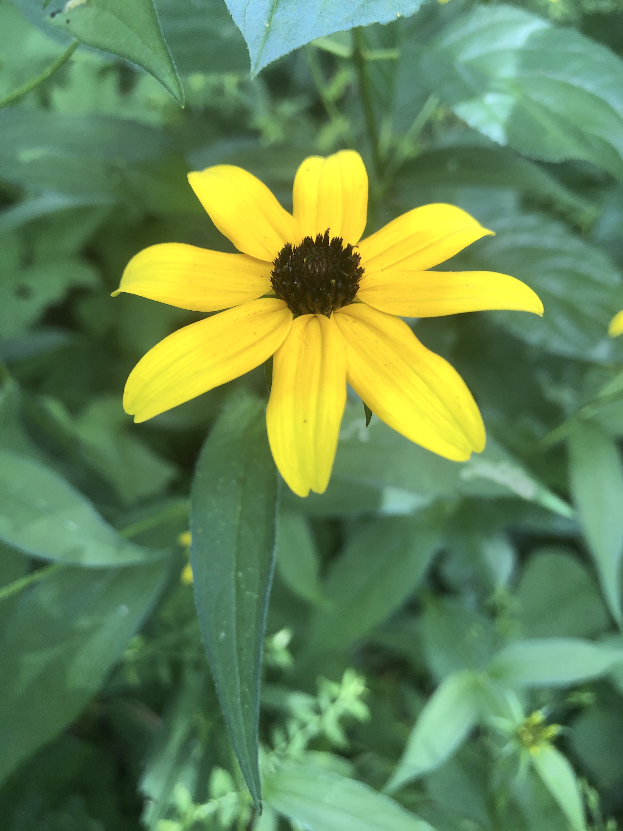 Brown-eyed Susan on bank of retaining pond in Madison, Wisconsin on July 25, 2020.