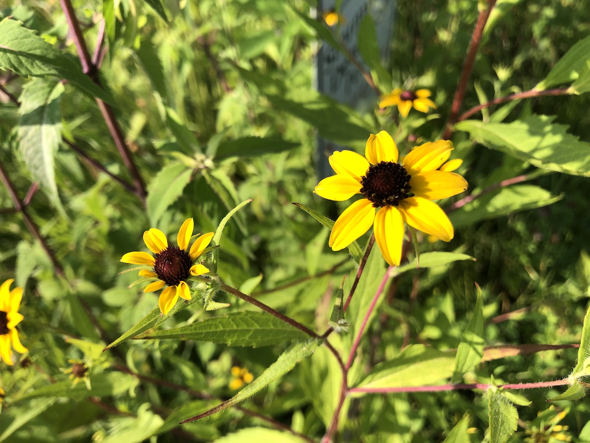 Brown-eyed Susan on banks of retaining pond in Madison, Wisconsin on July 27, 2019.