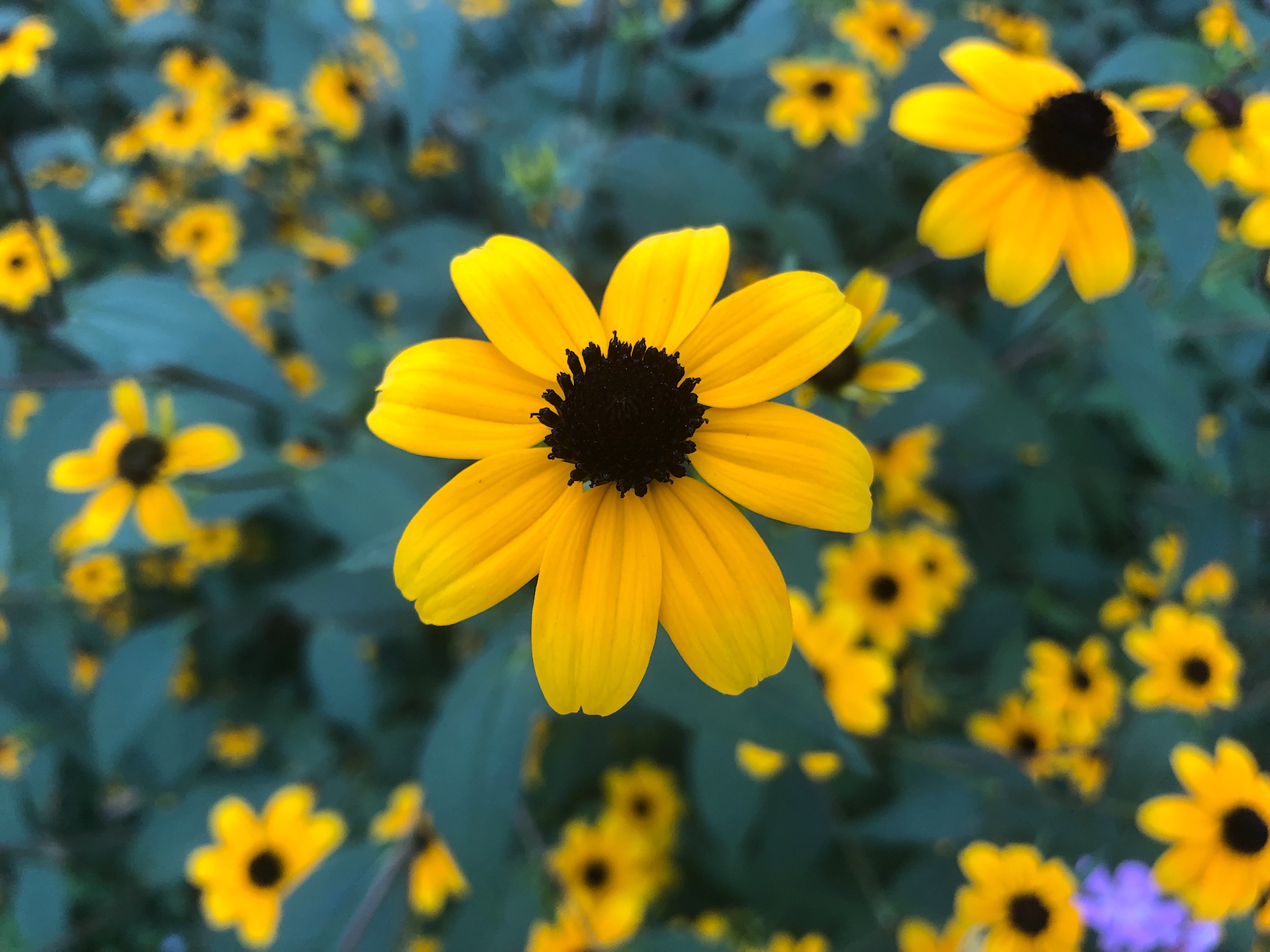 Brown-eyed Susan on banks of retaining pond in Madison, Wisconsin on August 21, 2019.