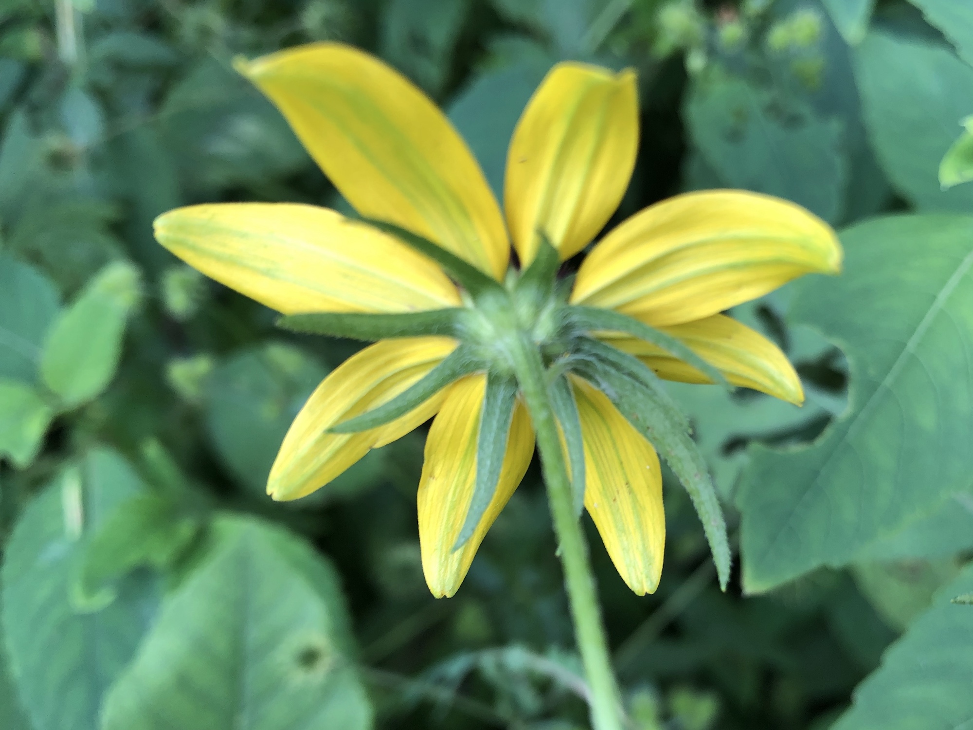 Brown-eyed Susan on banks of Marion Dunn Pond in Madison, Wisconsin on July 25, 2019.
