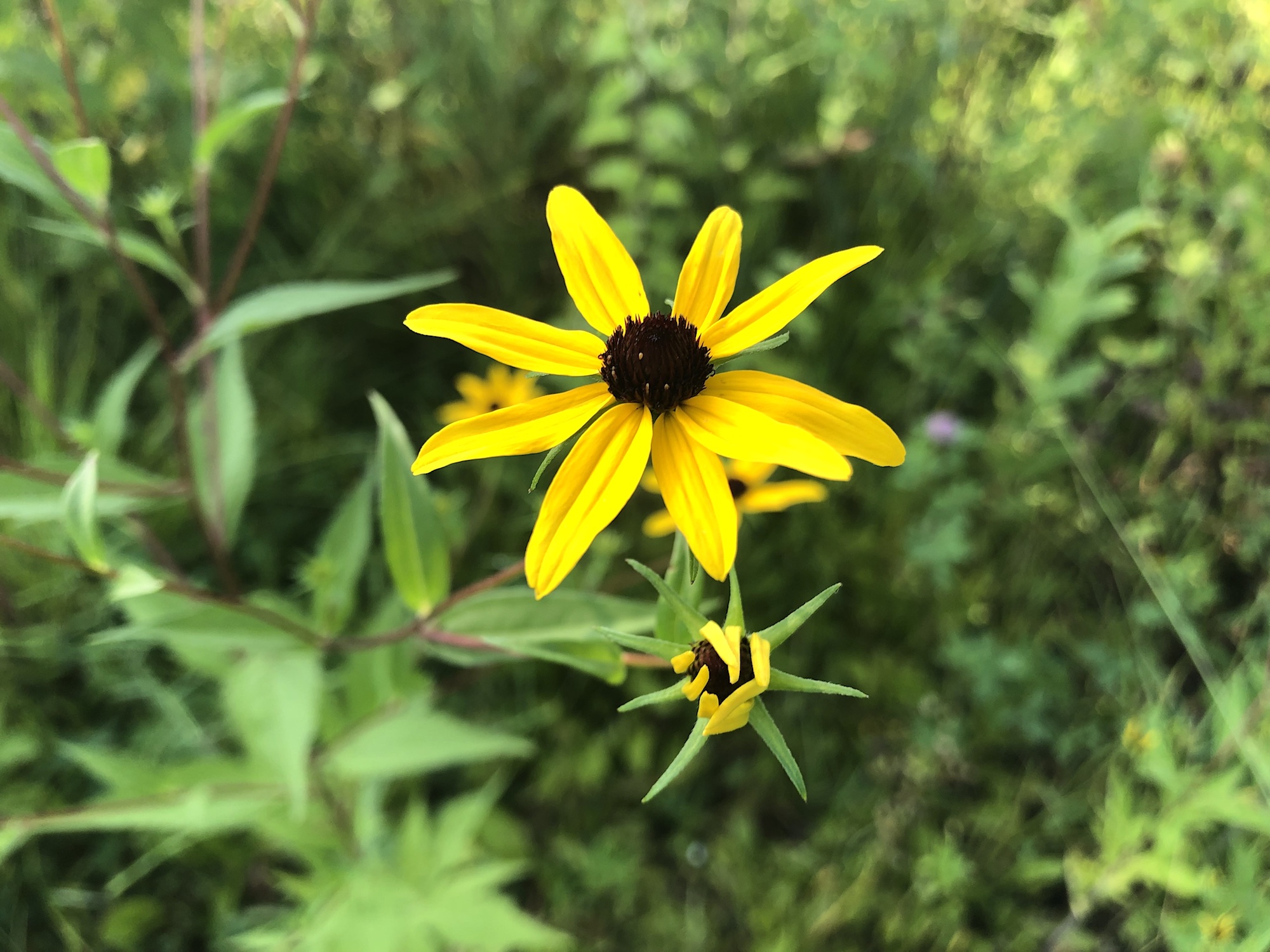 Brown-eyed Susan on banks of retaining pond in Madison, Wisconsin on July 28, 2019.