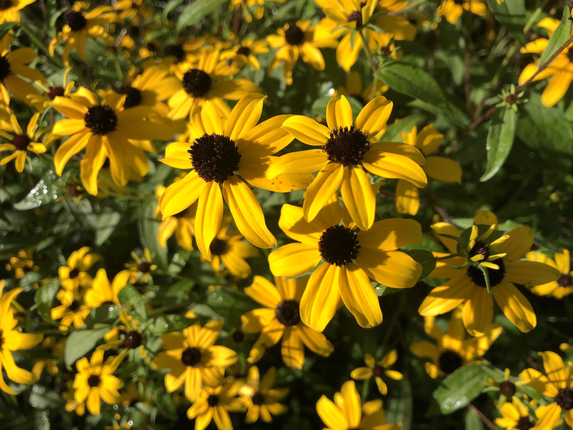 Brown-eyed Susan on bank of retaining pond in Madison, Wisconsin on August 27, 2019.