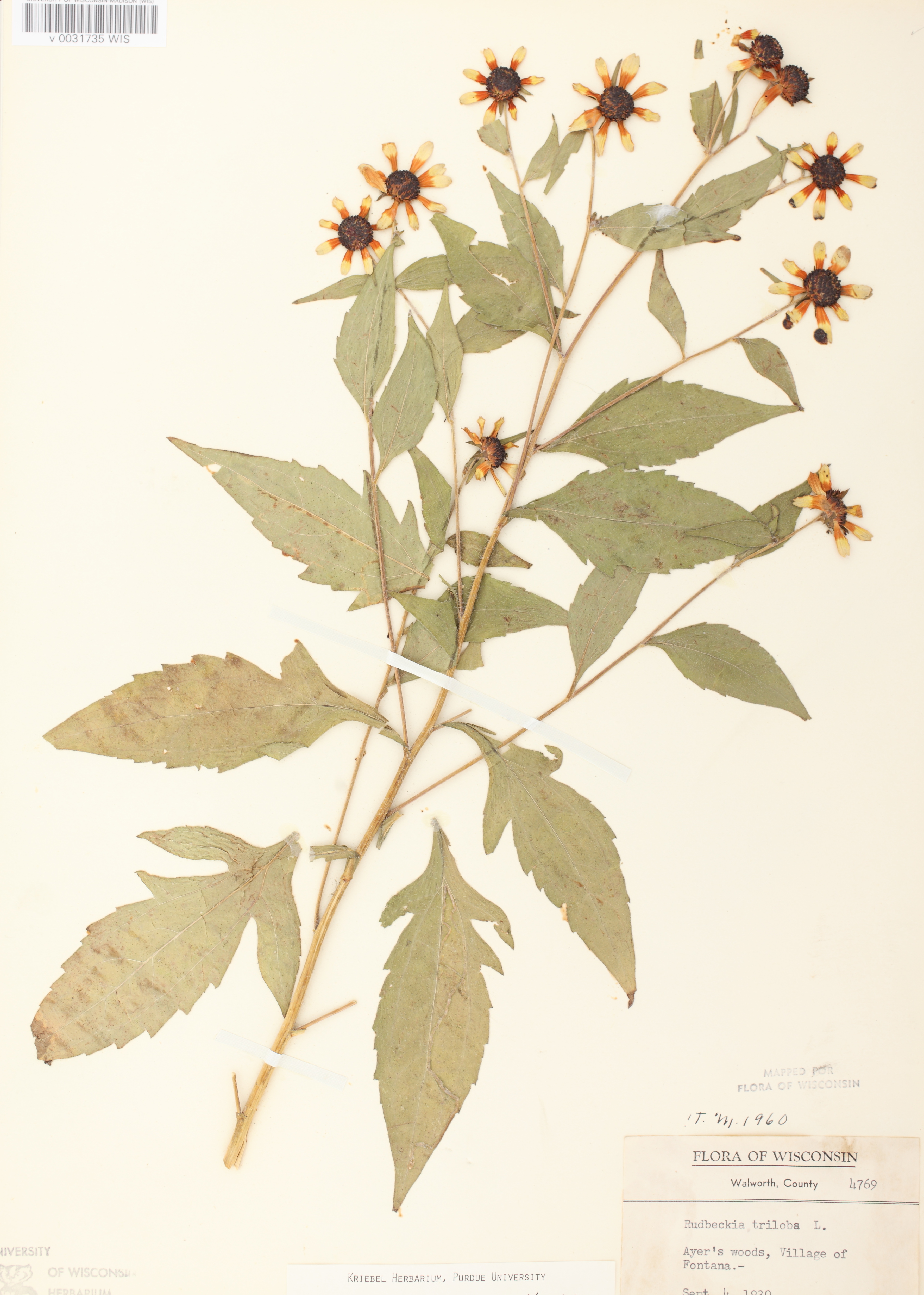 Brown-eyed Susan specimen collected in Taylor County on September 23, 1978.