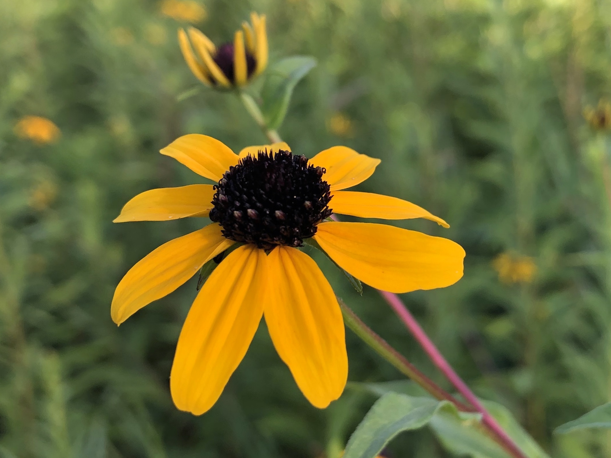 Brown-eyed Susan on bank of retaining pond in Madison, Wisconsin on July 31, 2020.