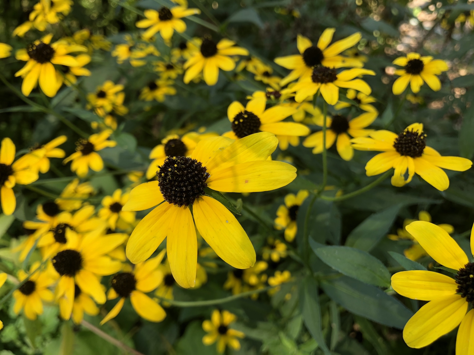 Brown-eyed Susan on bike path near Commonwealth Avenue in Madison, Wisconsin on September 12, 2018.