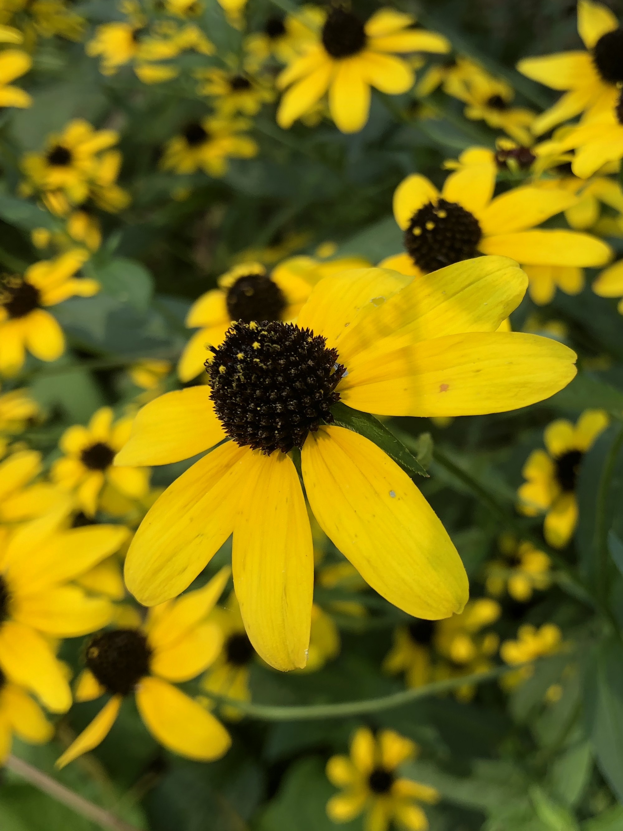 Brown-eyed Susan on bike path near Commonwealth Avenue in Madison, Wisconsin on September 12, 2018.