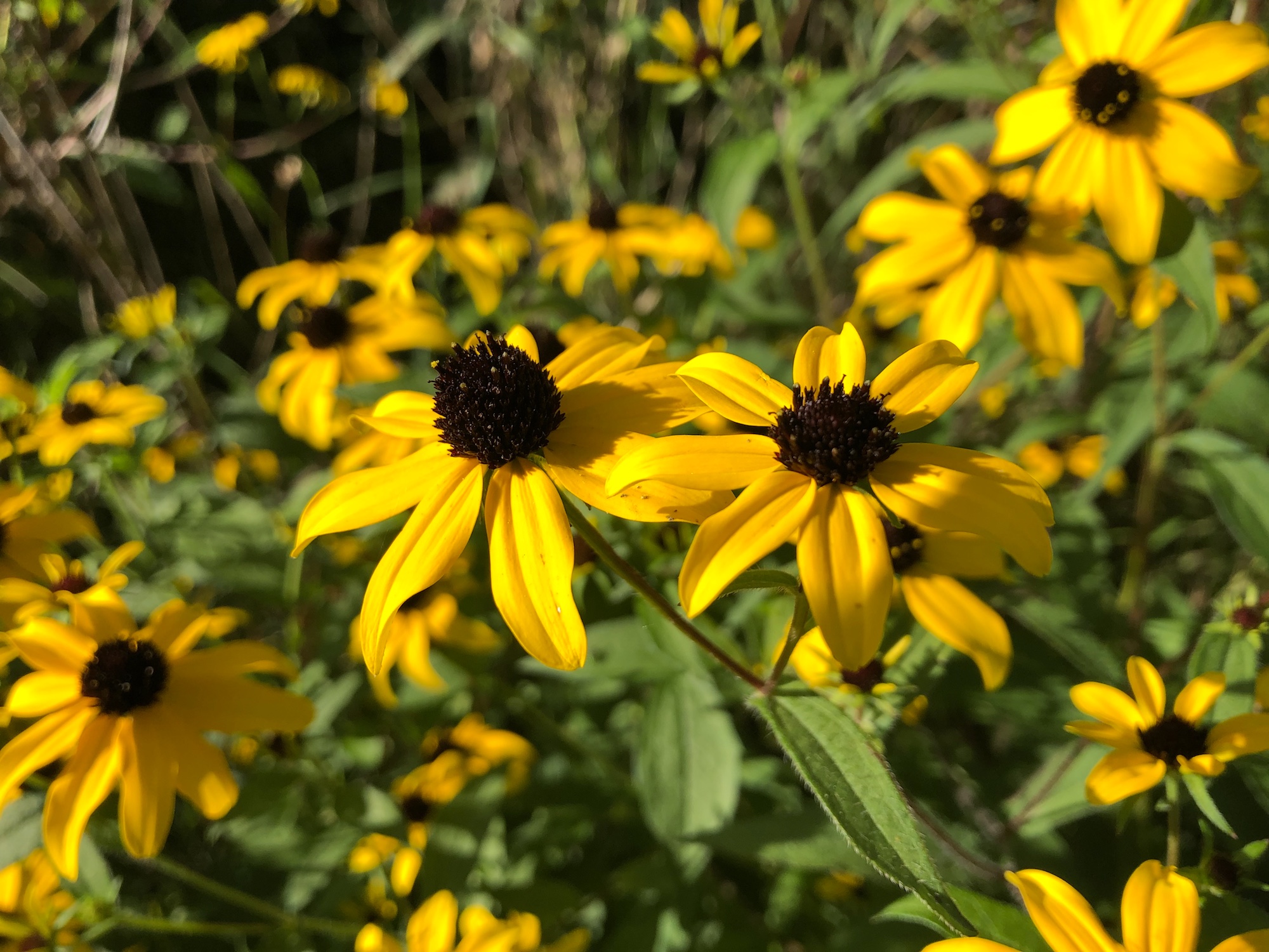 Brown-eyed Susan on bank of retaining pond in Madison, Wisconsin on August 28, 2019.