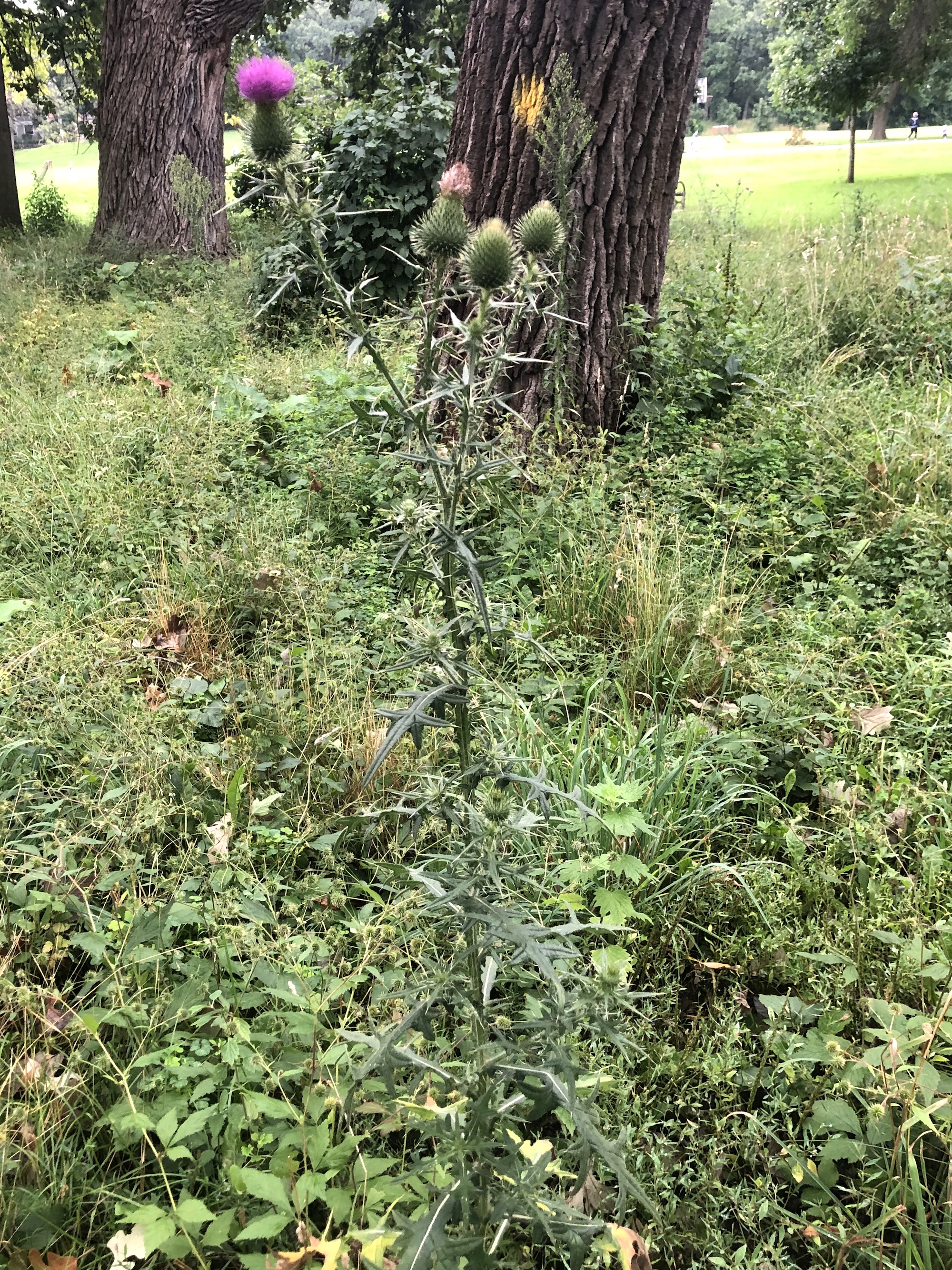 Bull Thistle in Wingra Park in Madison, Wisconsin on August 14, 2022.