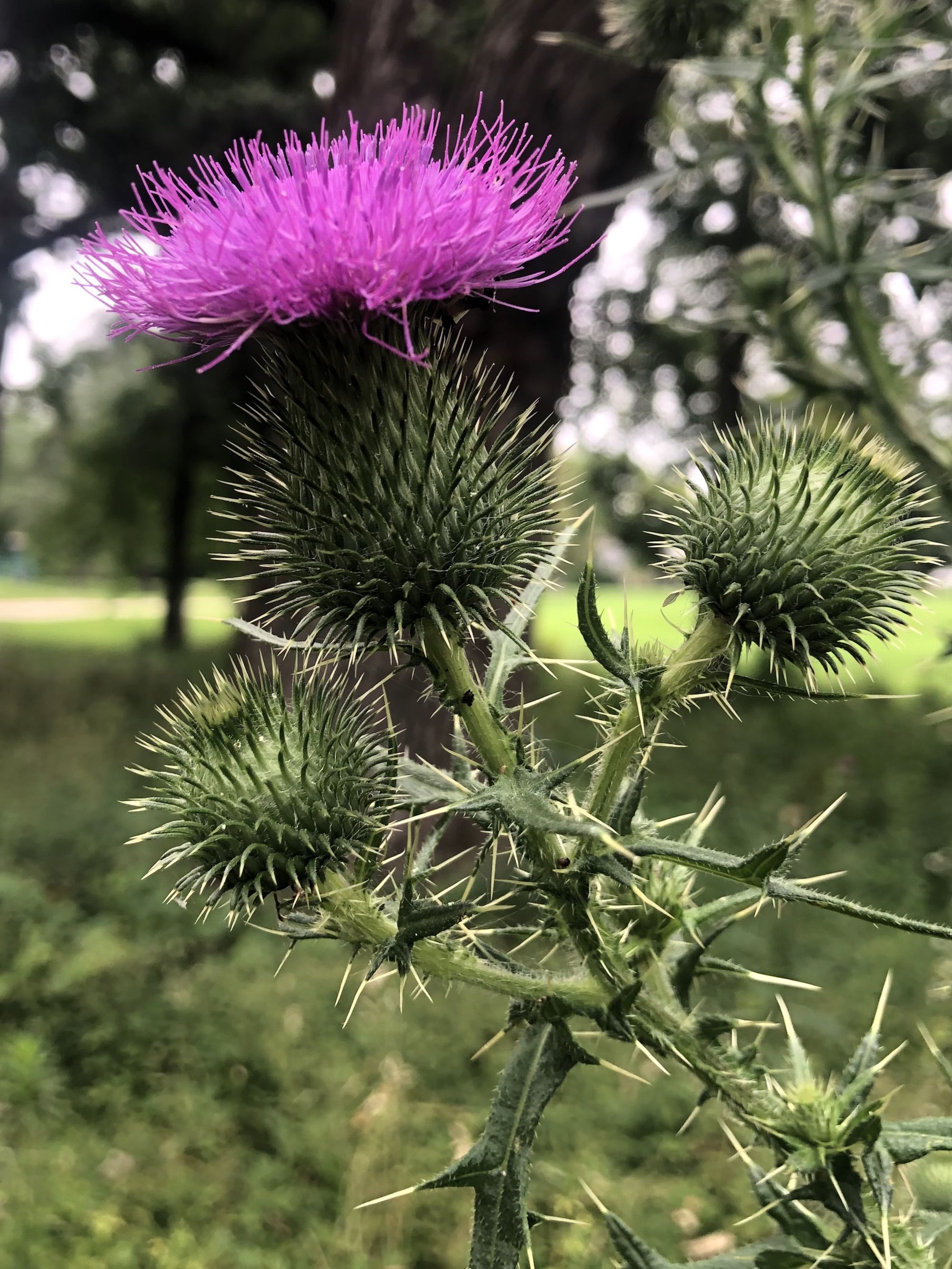 Bull Thistle in Wingra Park in Madison, Wisconsin on August 13, 2022.