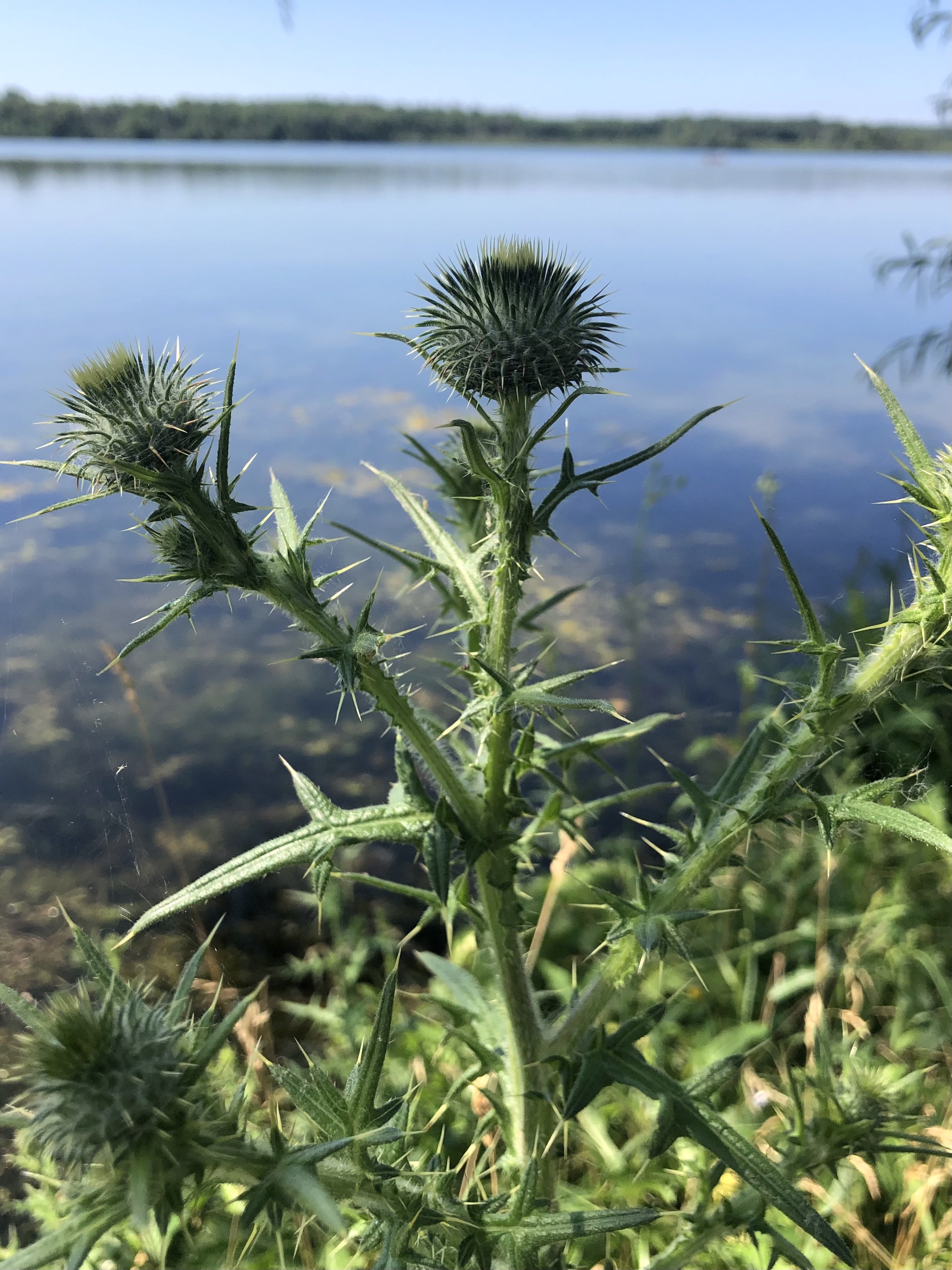 Bull Thistle along shore of Lake Wingra in Vilas Park in Madison, Wisconsin on July 14, 2022.