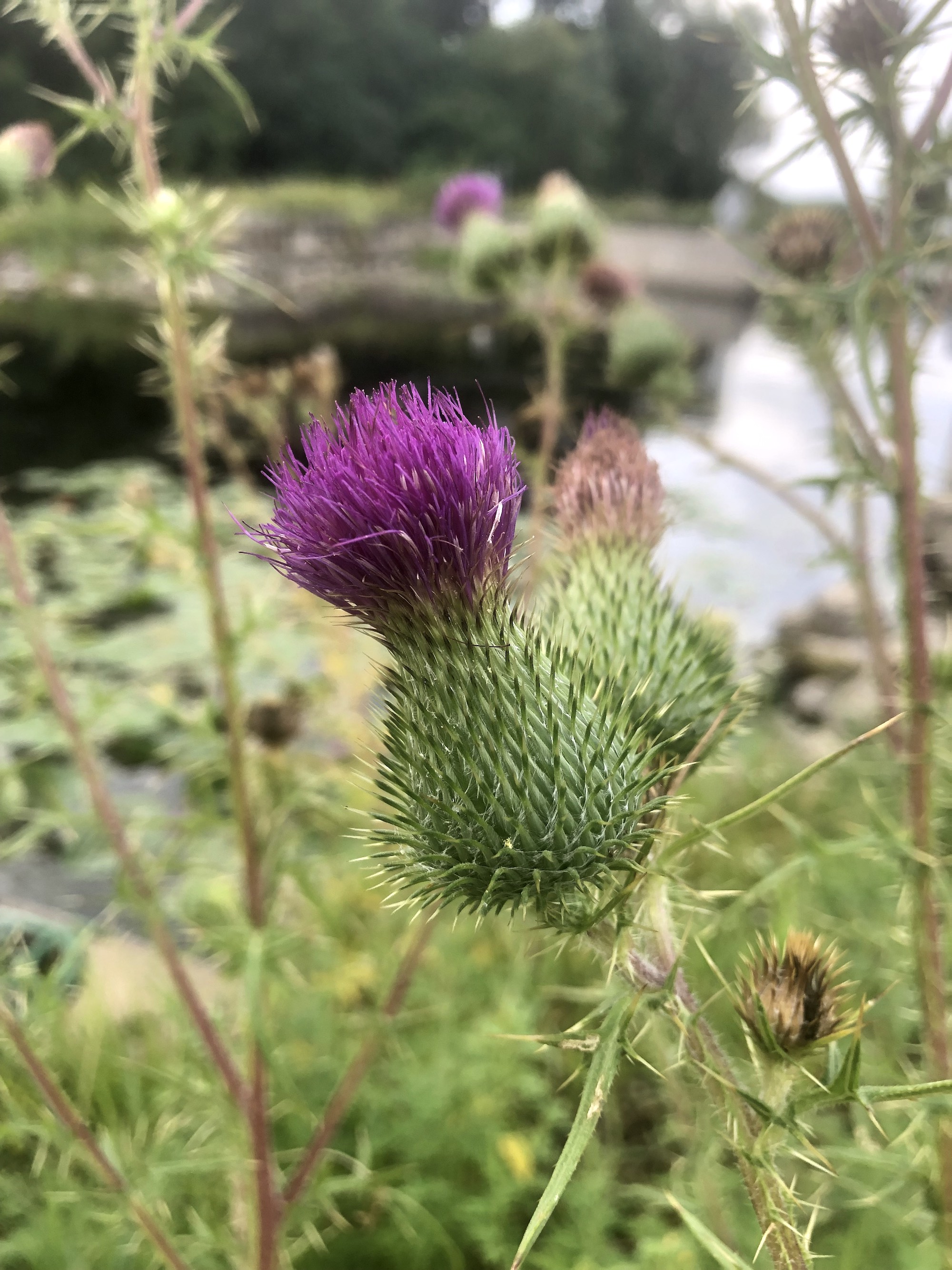 Bull Thistle along shore of Wingra Creek in Vilas Park in Madison, Wisconsin on August 15, 2022.