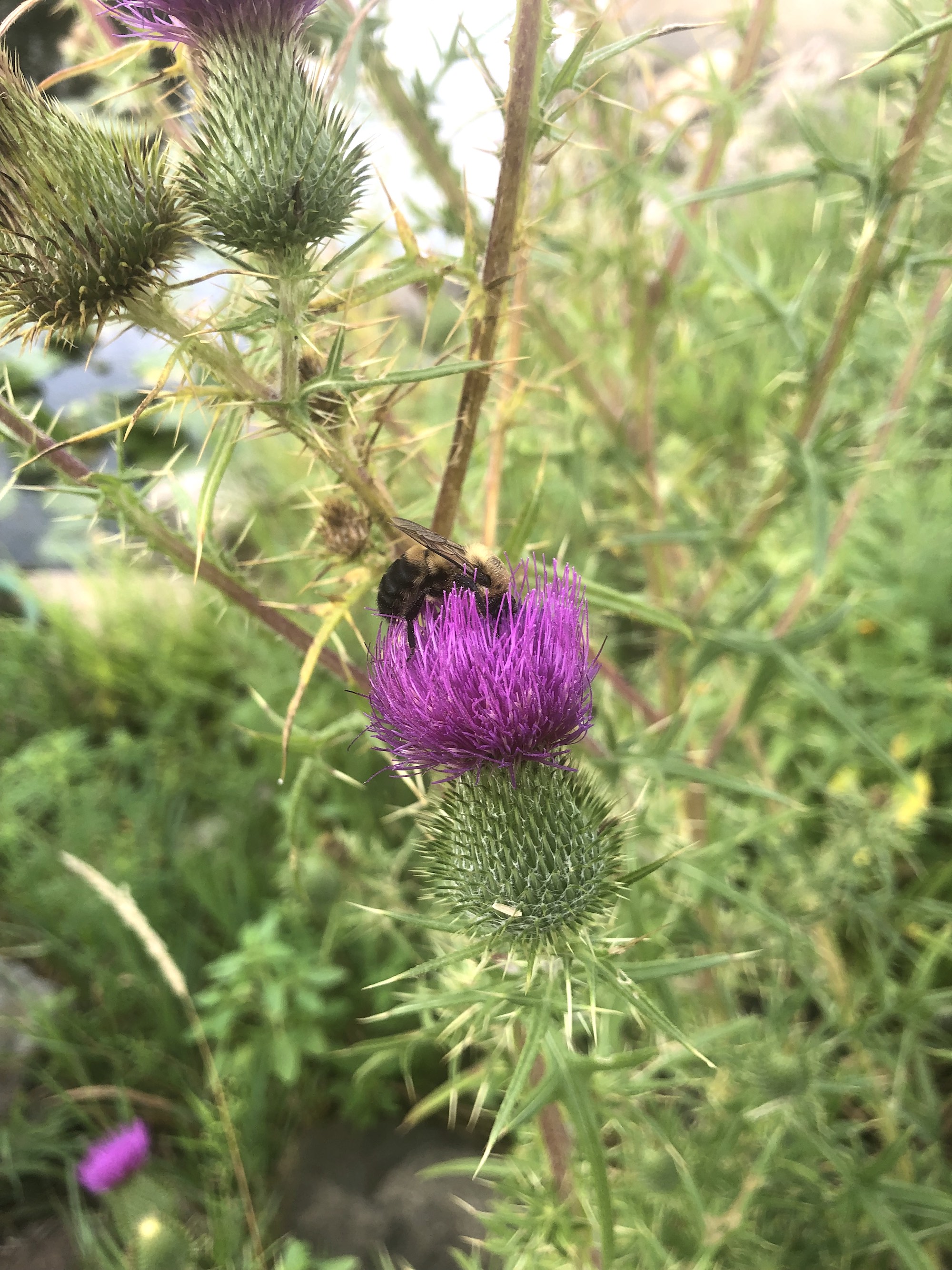 Bee on Bull Thistle along shore of Lake Wingra in Vilas Park in Madison, Wisconsin on August 15, 2022.
