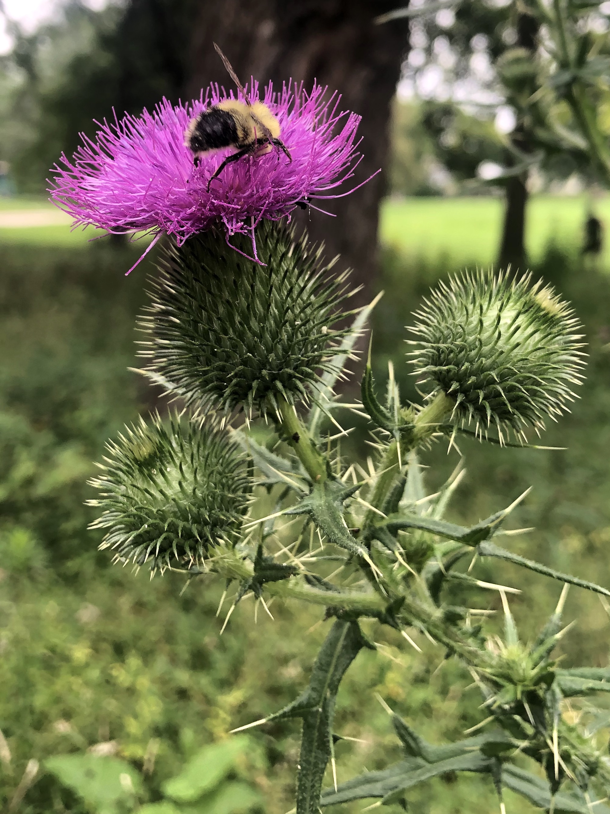 Bee on Bull Thistle in Wingra Park in Madison, Wisconsin on August 13, 2022.