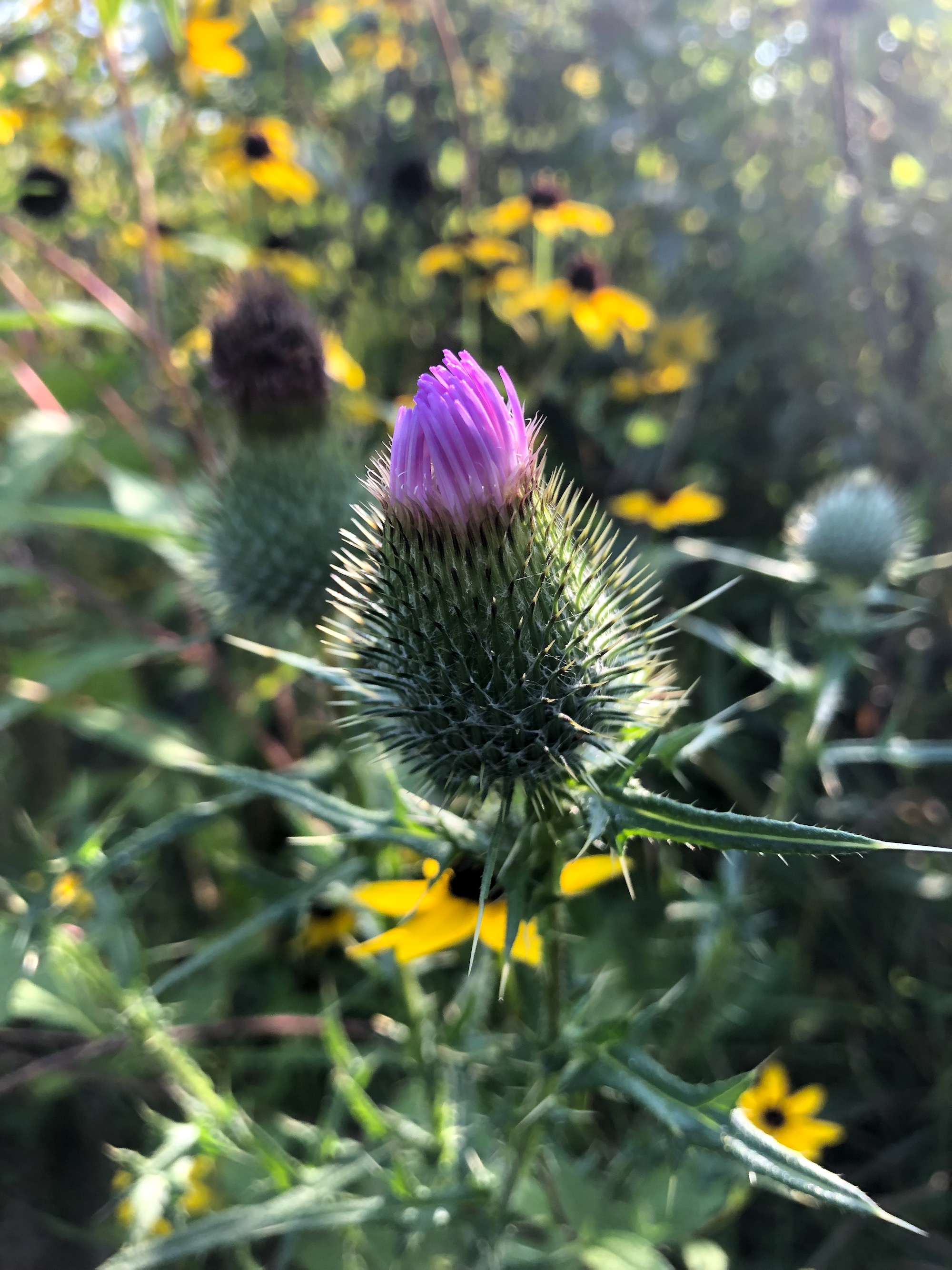 Bull Thistle growing around shore of retaining pond in Madison, Wisconsin on September 2, 2019.