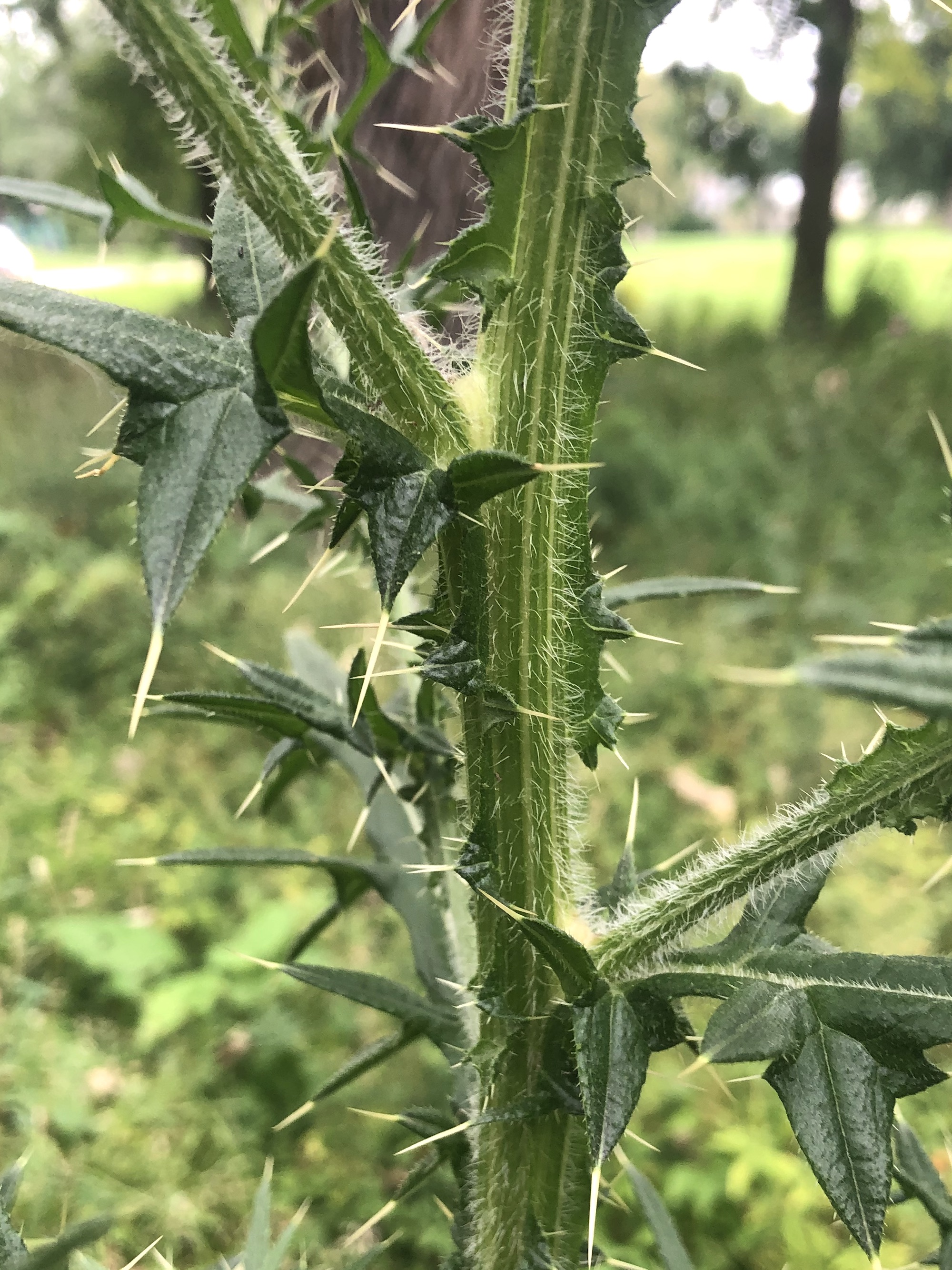 Bull Thistle growing in Wingra Park in Madison, Wisconsin on August 13, 2022.