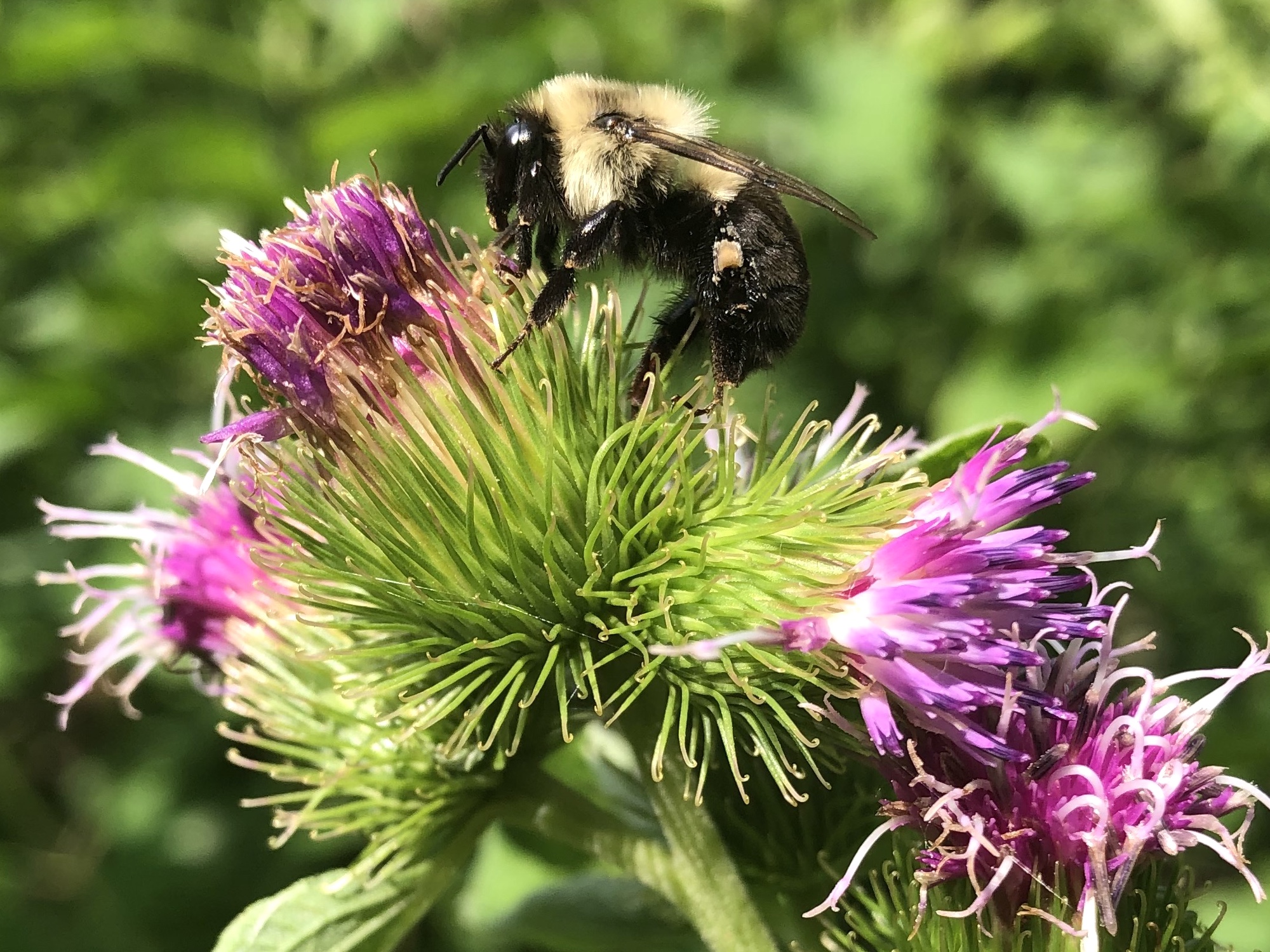 Bumblebee on Burdock on July 11, 2020.