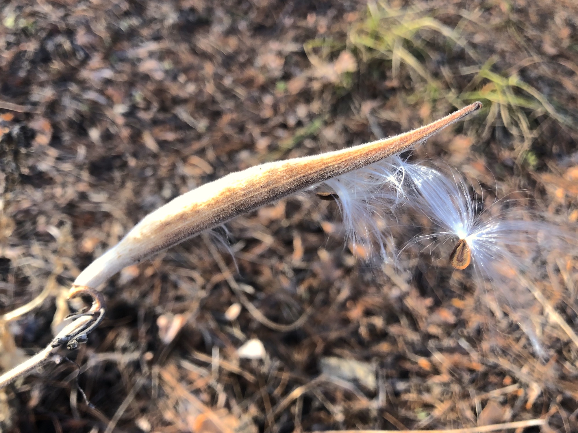 Butterfly Milkweed seed pod in Thoreau Rain Garden on December 12, 2021.