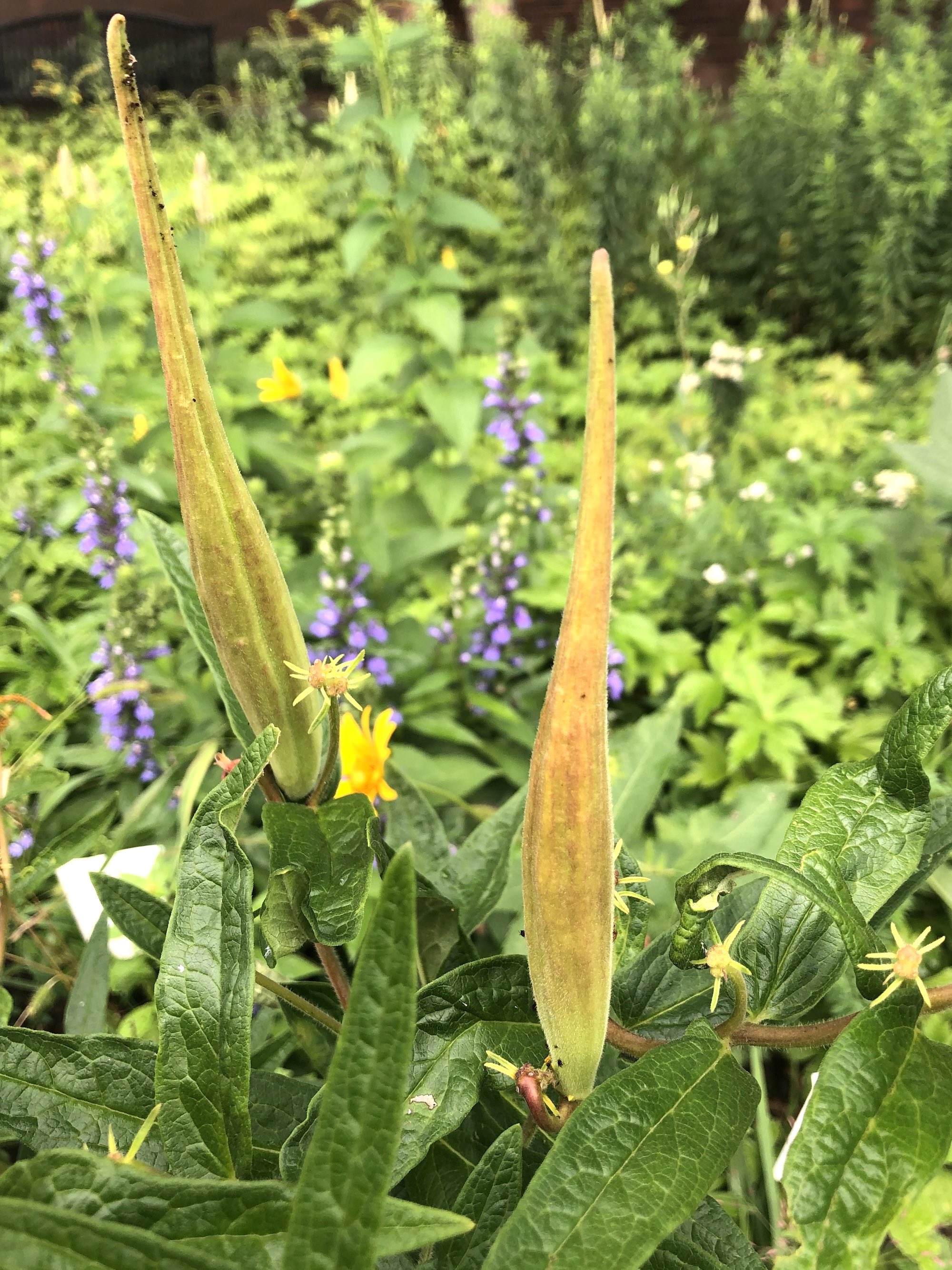 Butterfly Milkweed in Thoreau Rain Garden in Madison, Wisconsin on  August 13, 2022.