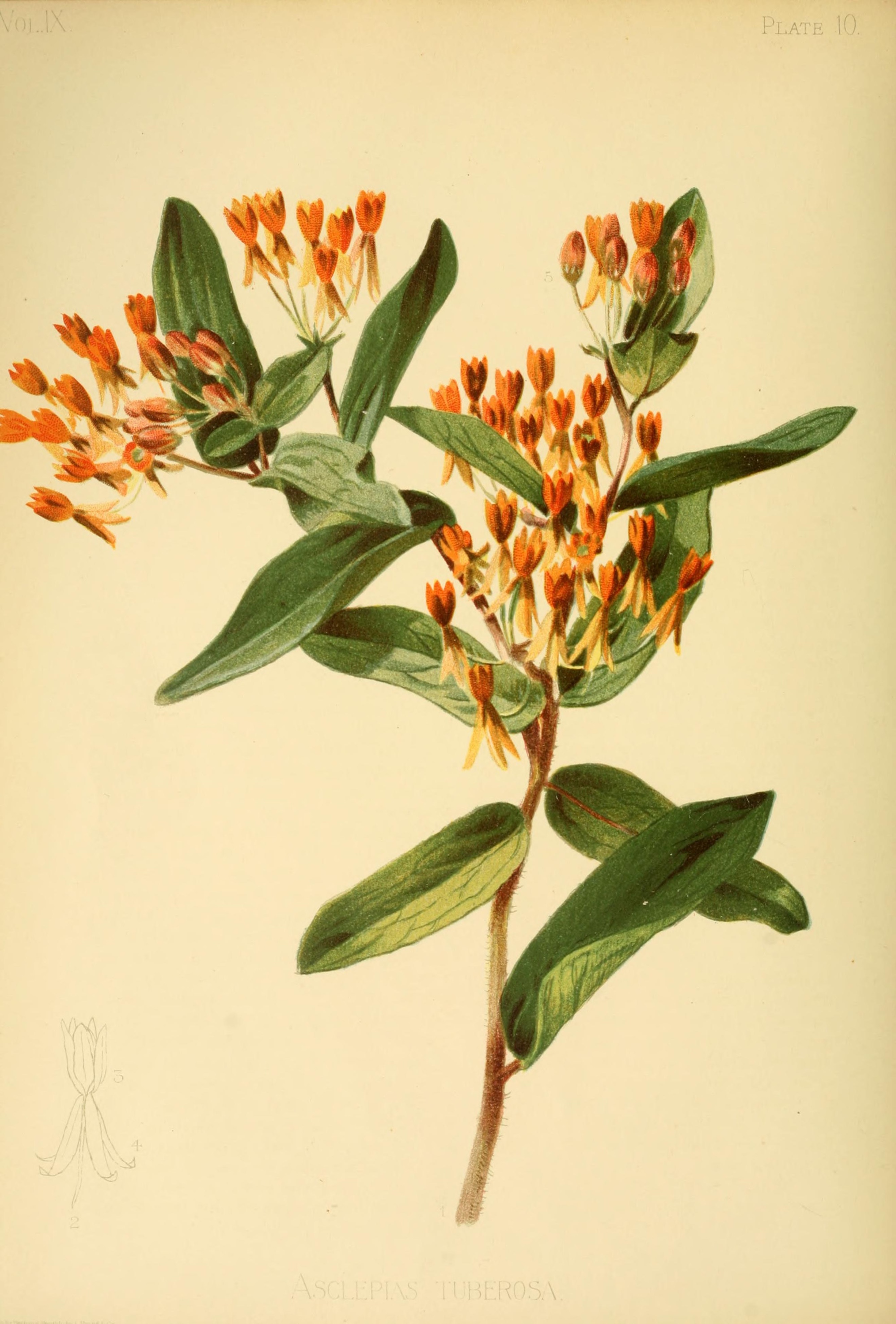  Butterfly-Weed  (Asclepias tuberosa) illustration circa 1899.