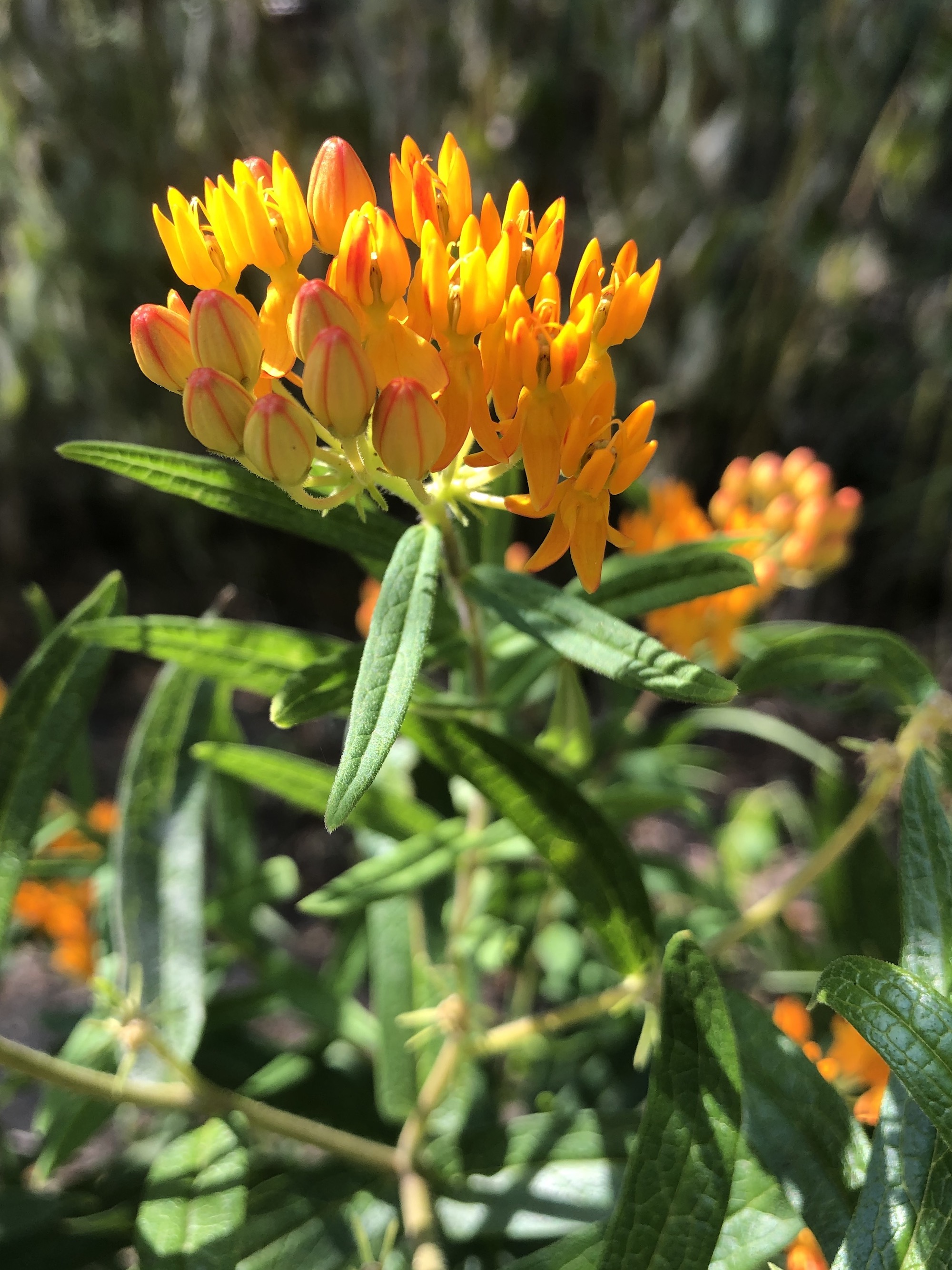 Butterfly Milkweed on the shore of Lake Wingra in Wingra Park on August 27, 2020.