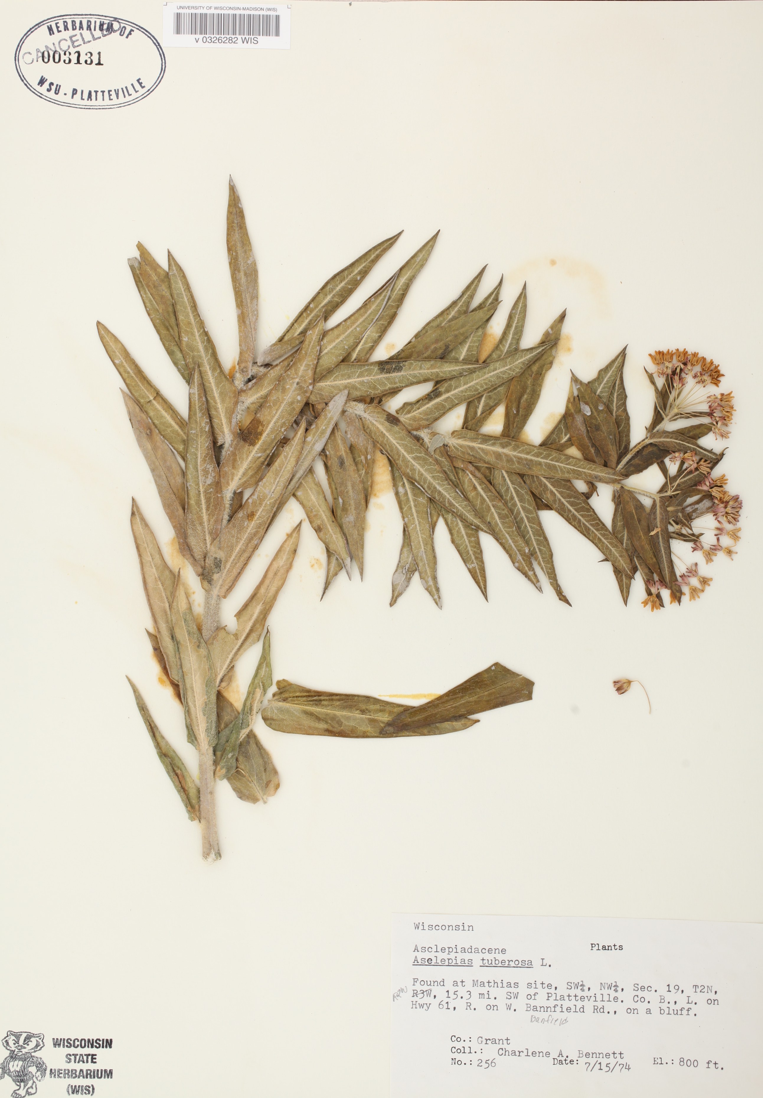 Butterfly Milkweed specimen collected July 15, 1974 in Grant County near Platteville on a bluff.