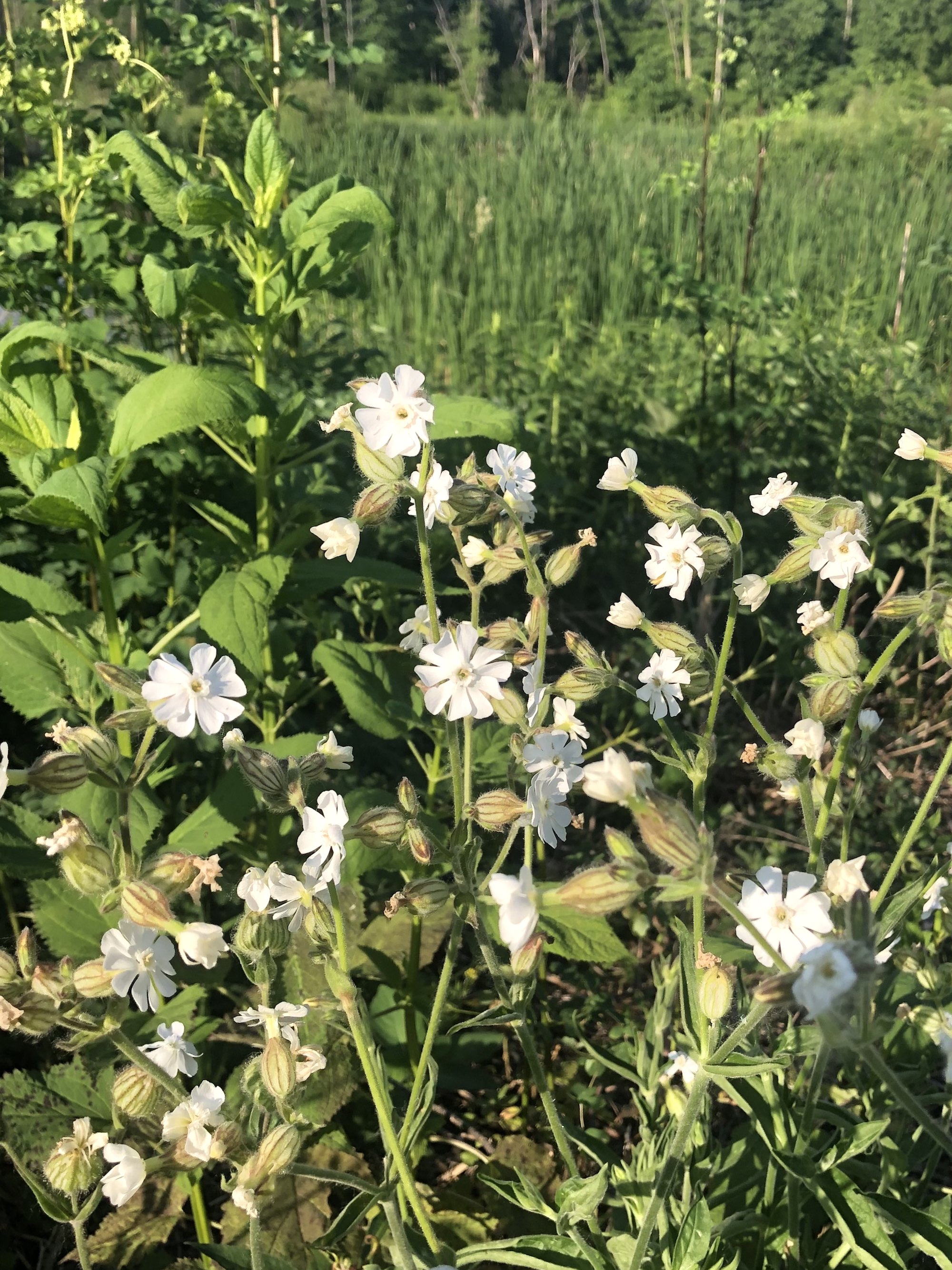 White Campion along shore of Marion Dunn Pond in Madison, Wisconsin on June 3, 2021.