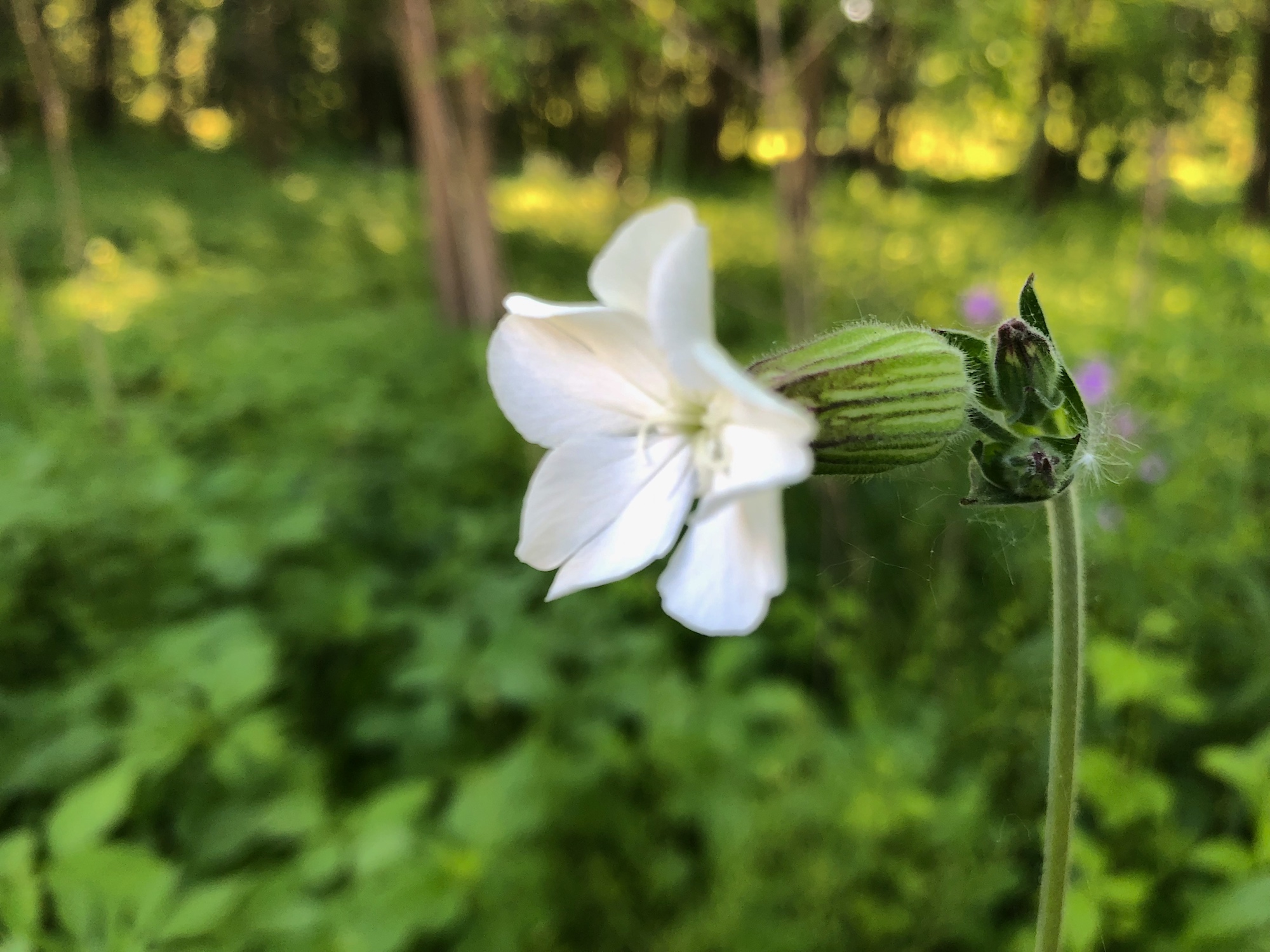 White Campion in woods between Marion Dunn and Oak Savanna on June 8, 2019.