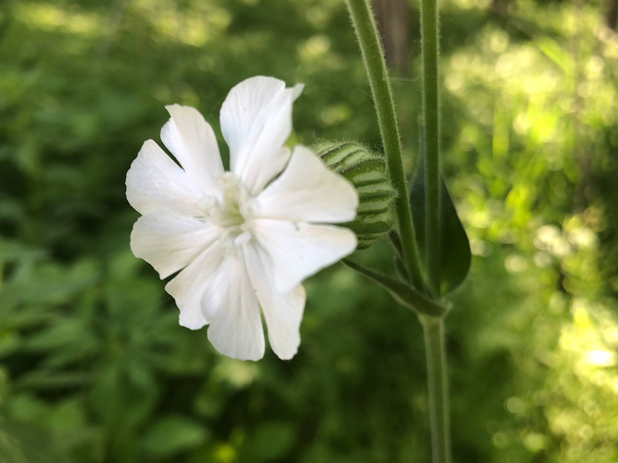 White Campion in woods between Marion Dunn and Oak Savanna on June 8, 2019.