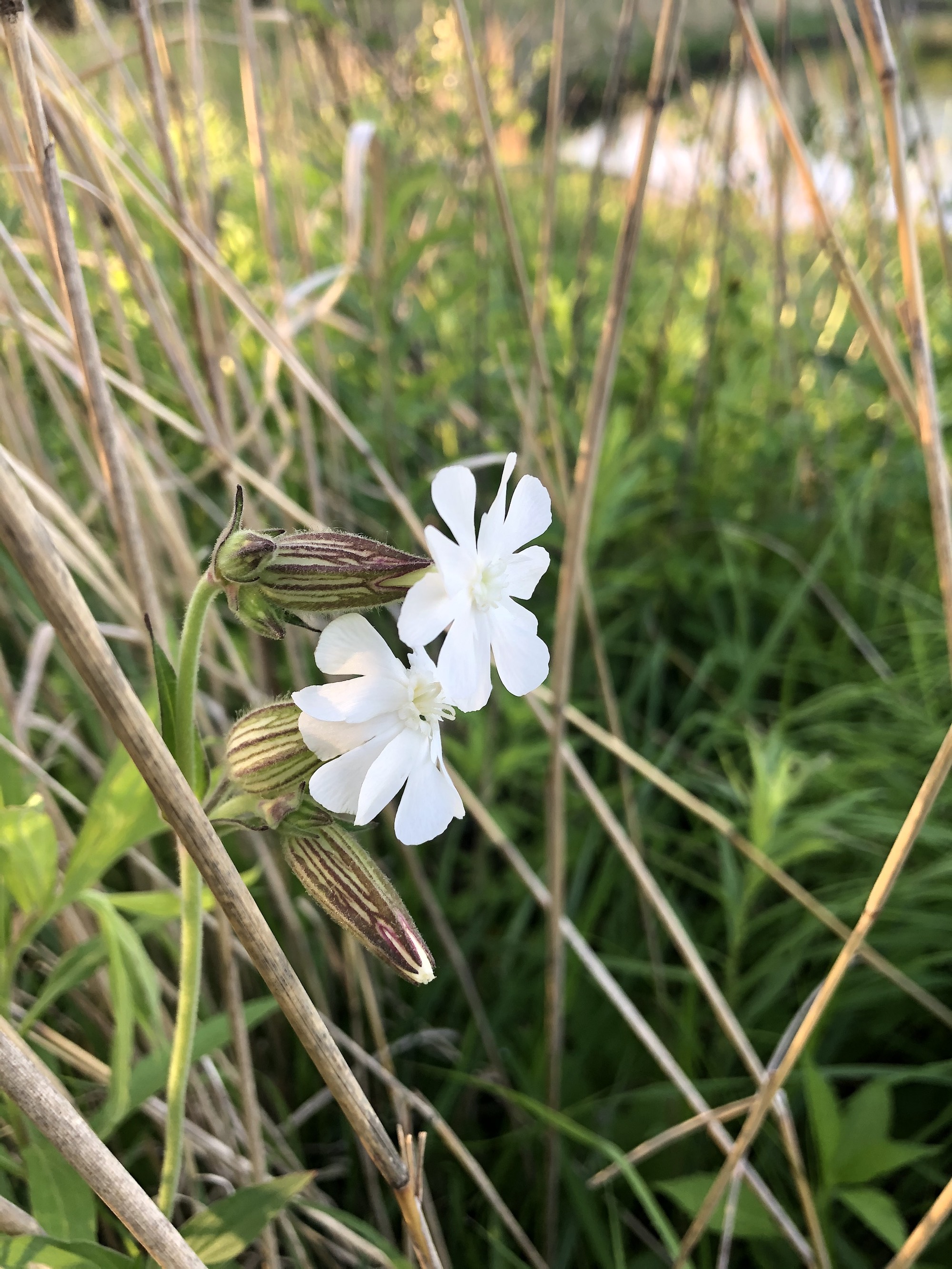 Campion blooming on the bank of the retaining pond on June 2, 2020.