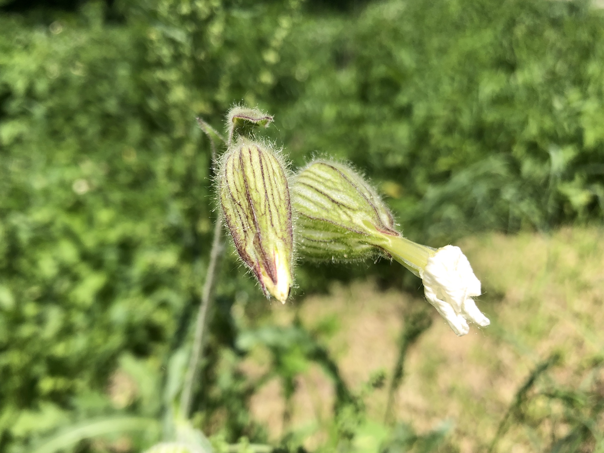  White Campion closed up for the day by Marion Dunn on June 10, 2019.