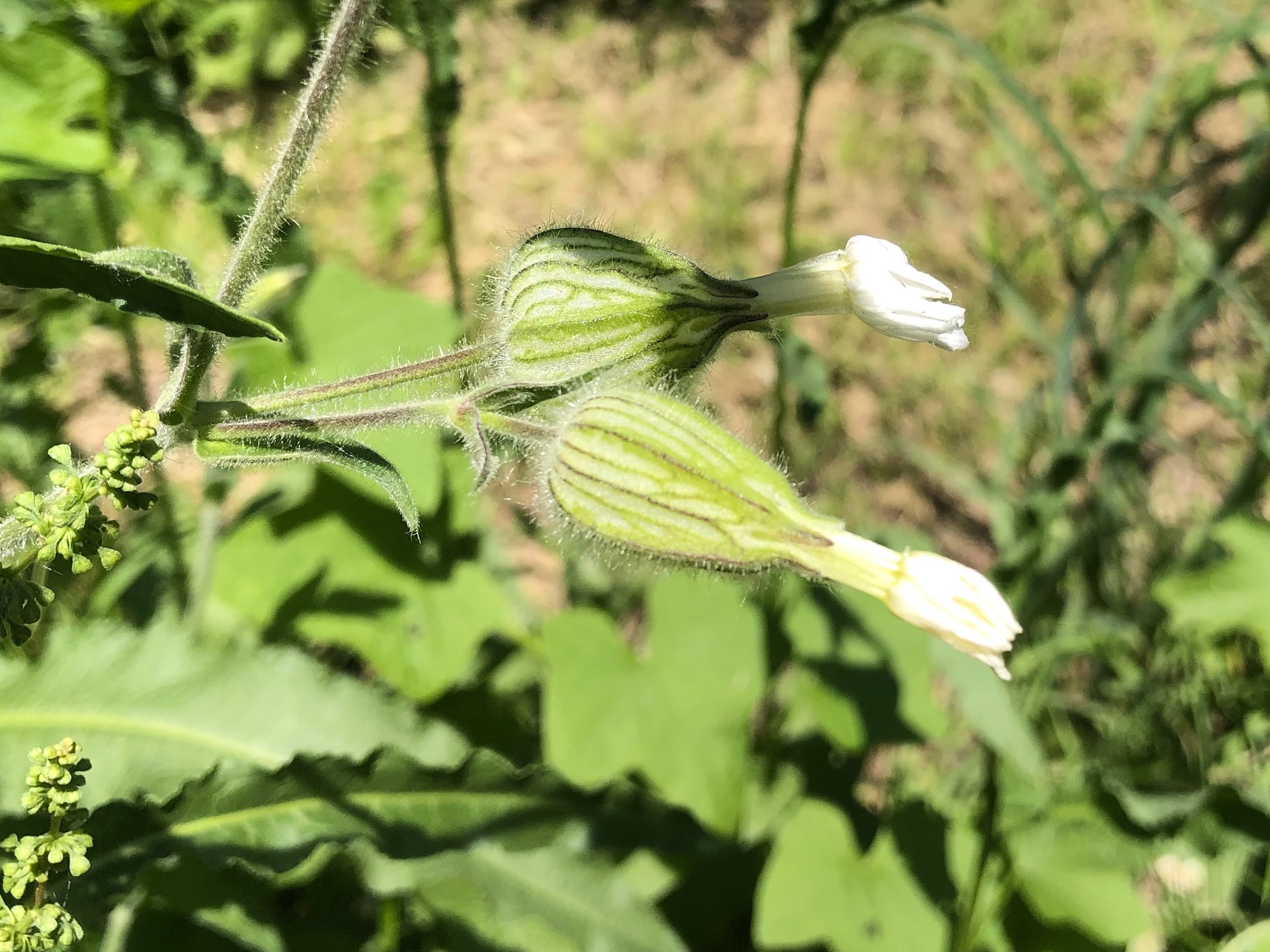 White Campion closed up for the day by Marion Dunn on June 10, 2019.