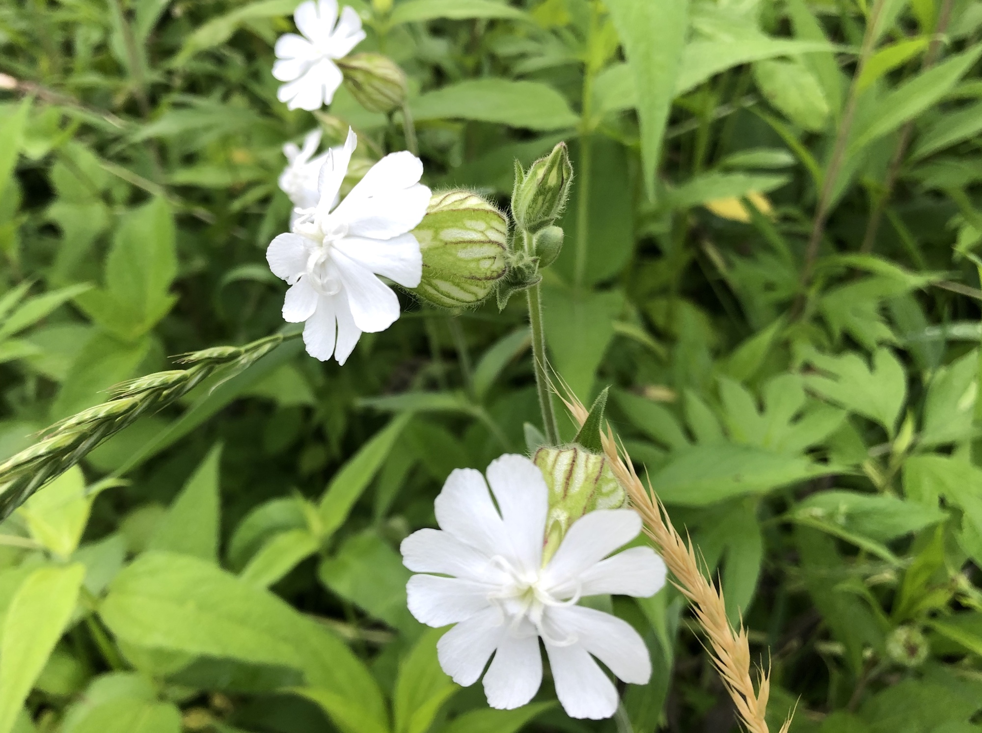 White Campion by Marion Dunn Pond on June 20, 2019.