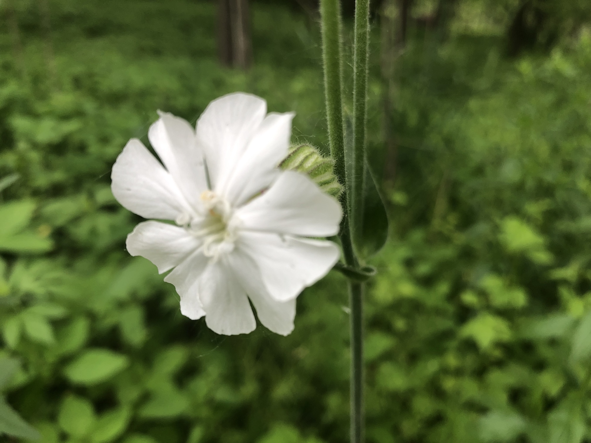 White Campion in woods between Marion Dunn and Oak Savanna onJune 9, 2019.