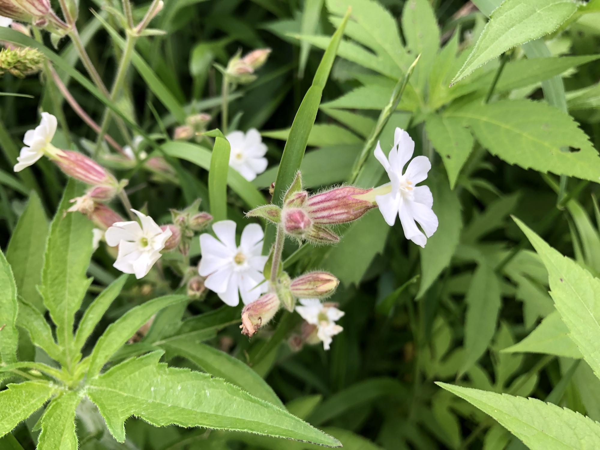 White Campion on the banks of the retaining pond on June 17, 2019.