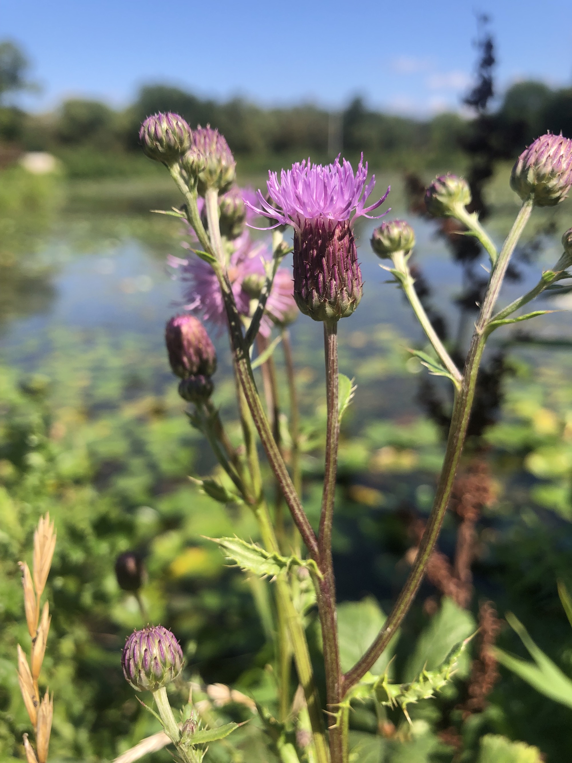 Bee on Canada Thistle on the shore of Vilas Park Lagoon in Vilas Park in Madison, Wisconsin on August 26, 2022.