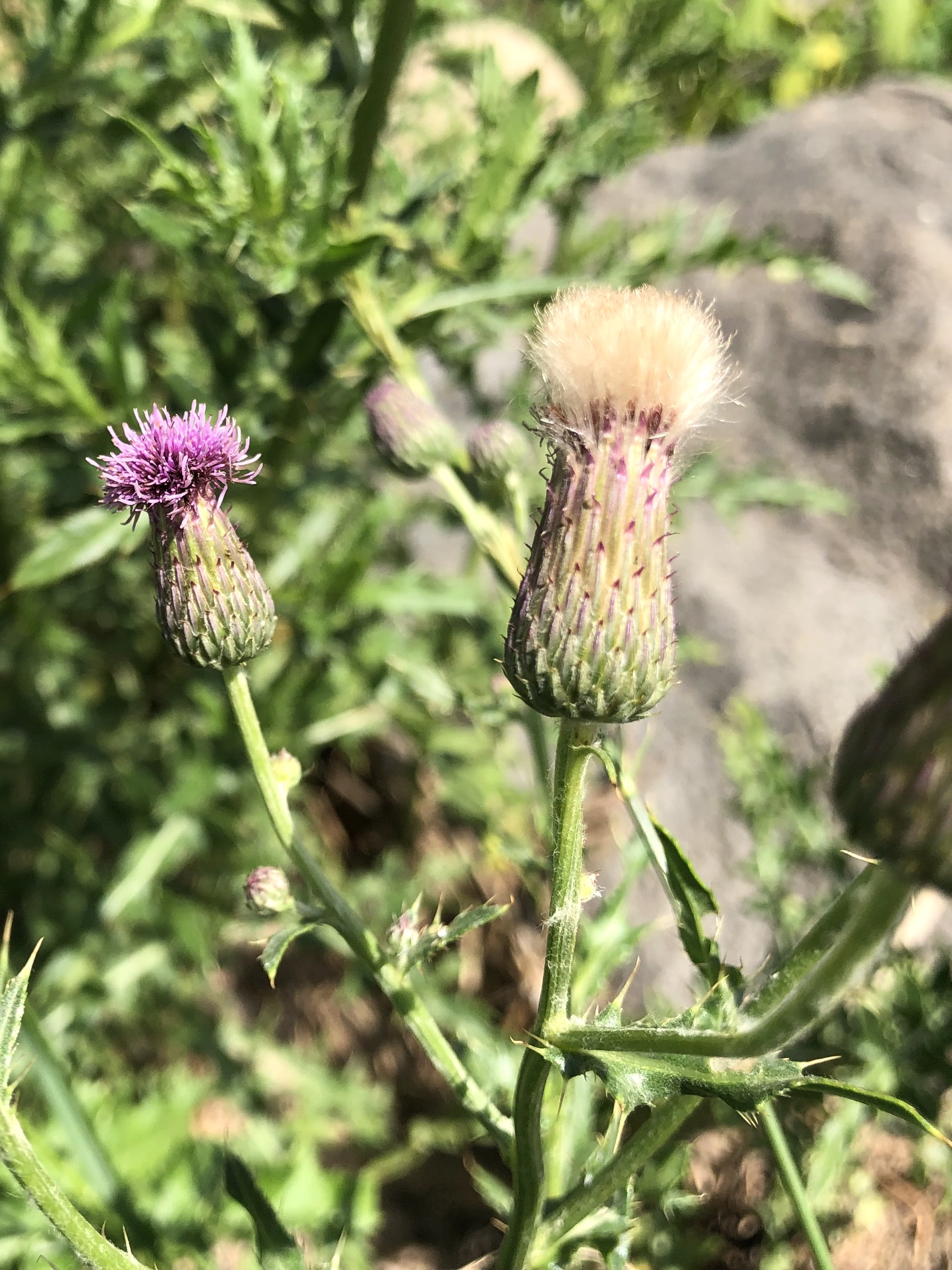 Canada Thistle on the shore of Lake Wingra in Wingra Park in Madison, Wisconsin on July 11, 2019.