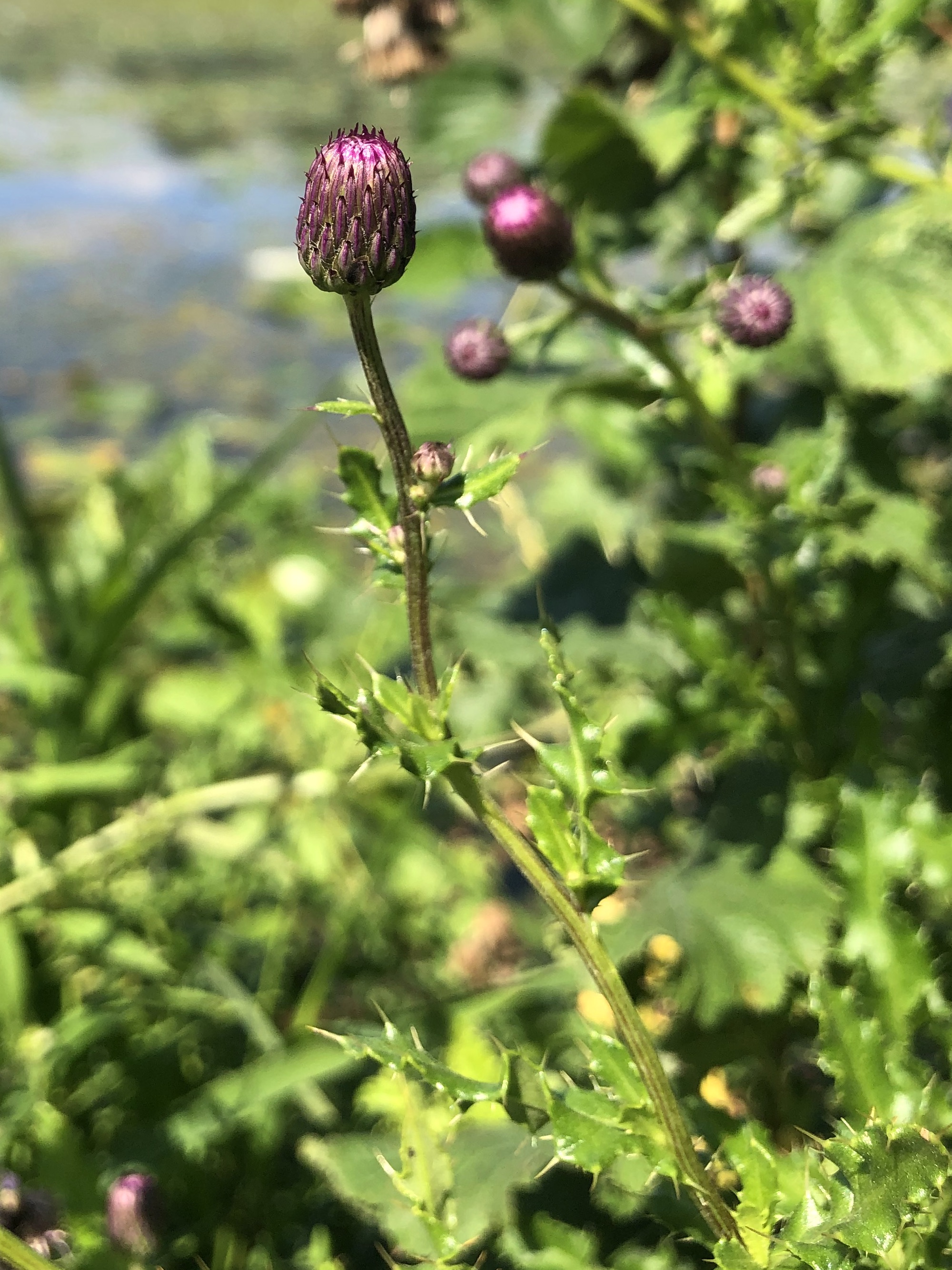 Canada Thistle on the shore of Vilas Park Lagoon in Vilas Park in Madison, Wisconsin on August 22, 2022.