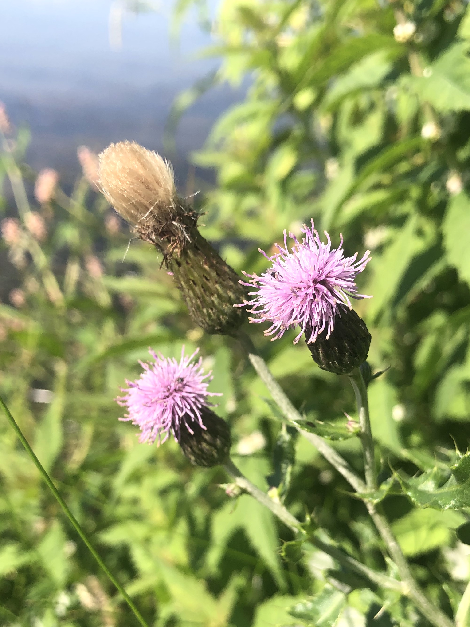 Canada Thistle on the shore of Lake Wingra in Vilas Park in Madison, Wisconsin on August 26, 2022.
