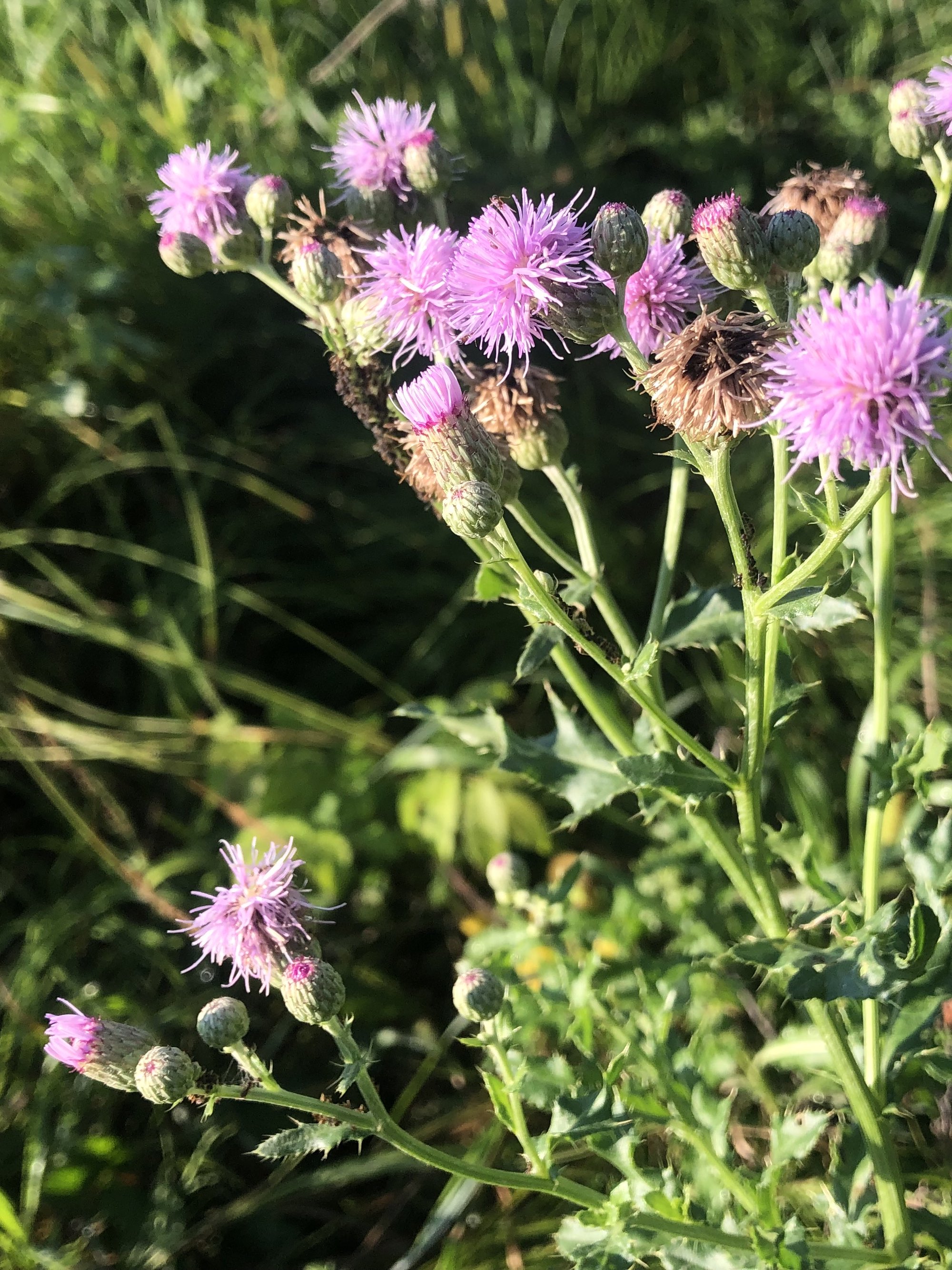 Canada Thistle on the shore of Lake Wingra in Wingra Park in Madison, Wisconsin on August 17, 2022.