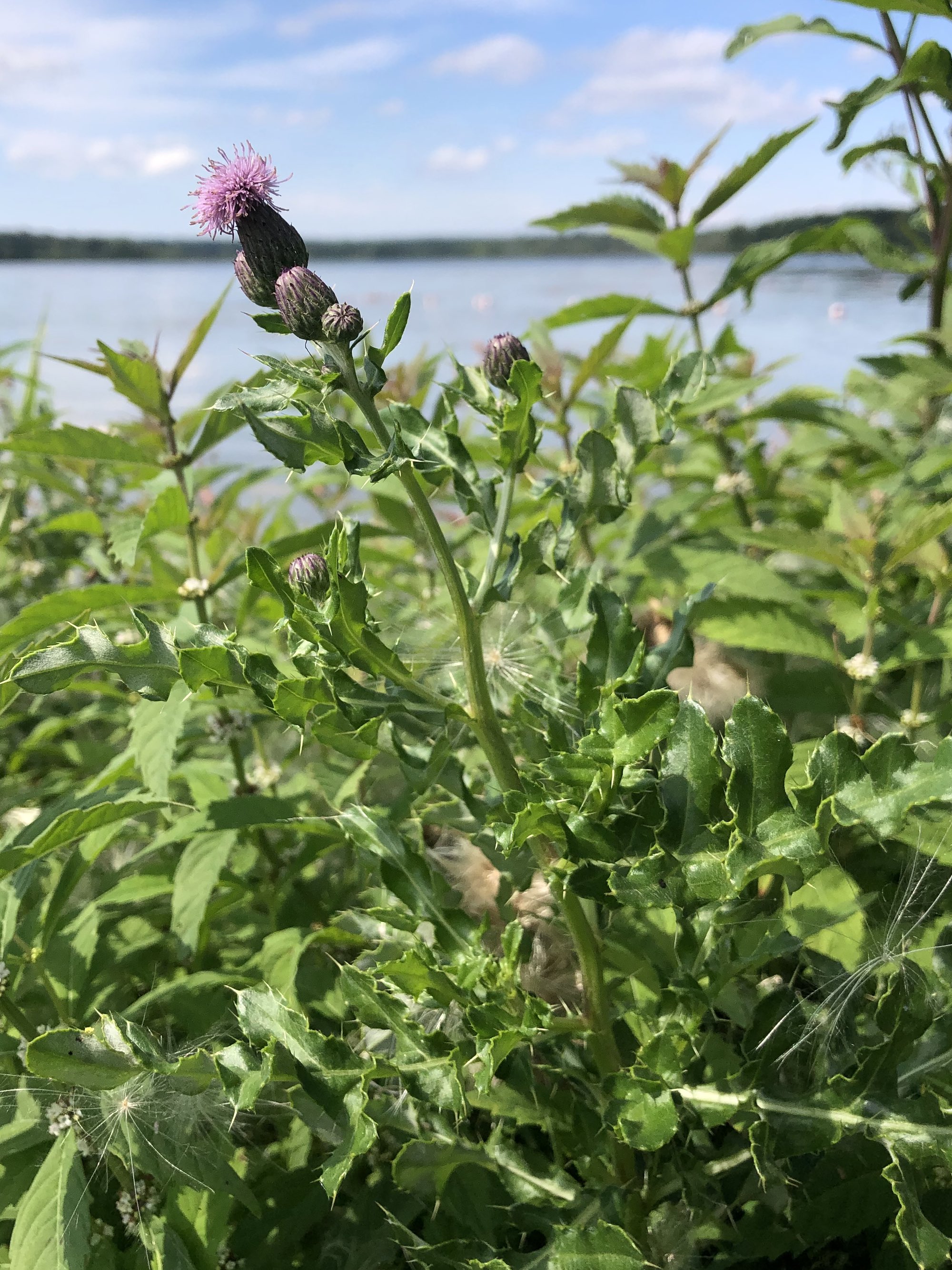 Canada Thistle on the shore of Lake Wingra in Vilas Park in Madison, Wisconsin on August 24, 2022.