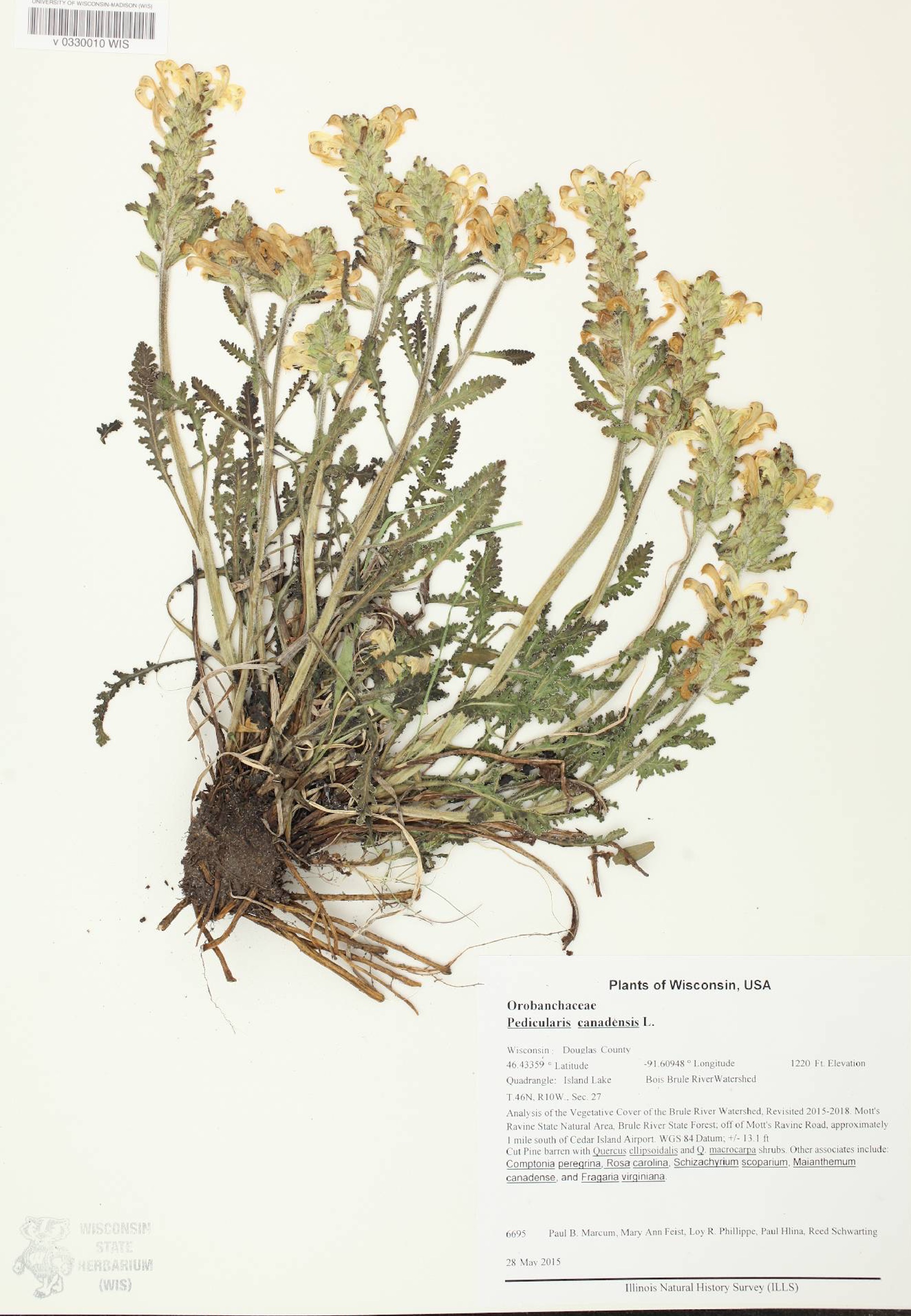 Canadian Lousewort (Pedicularis canadensis) specimen collected on May 28, 2015 in Douglas County one mile south of Cedar Island Airport.