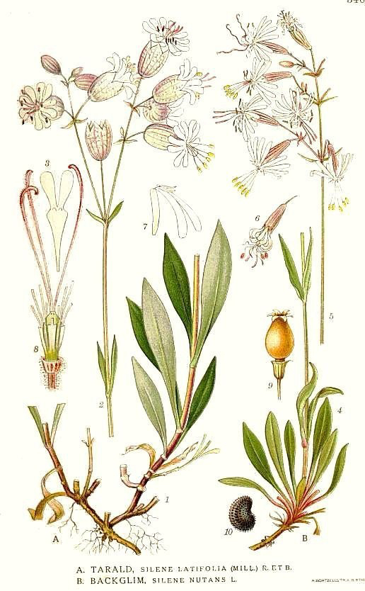 Vintage Bladder Campion botanical illustration illustration by Carl Axel Magnus Lindman.