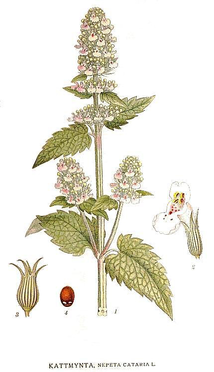 Catnip botanical illustration circa 1917-1926.