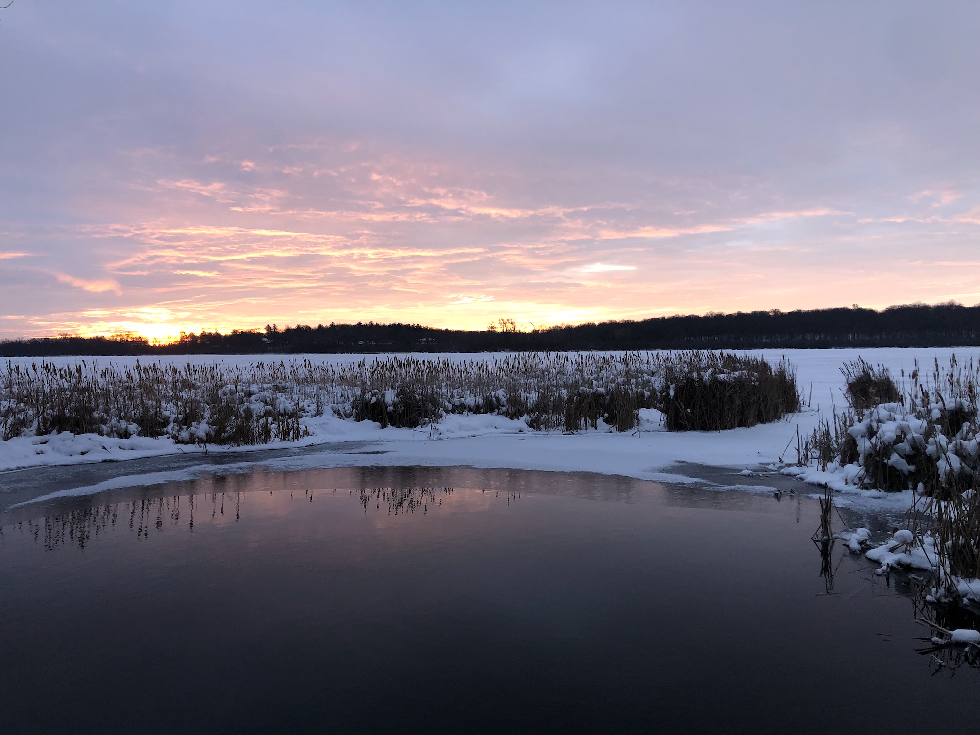 Lake Wingra cattails at sunrise on December 27, 2022.